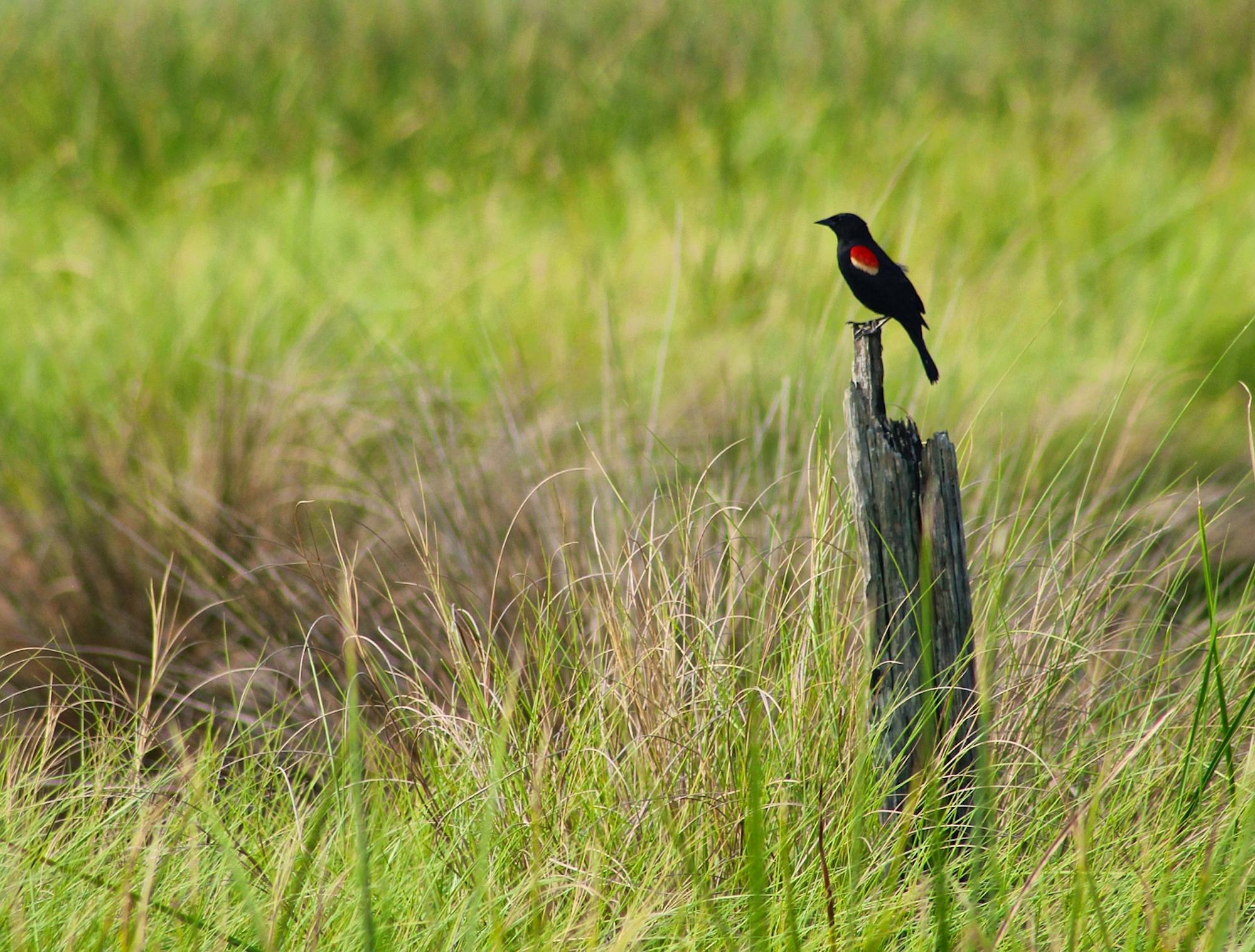 Red-winged blackbird perched on a stump