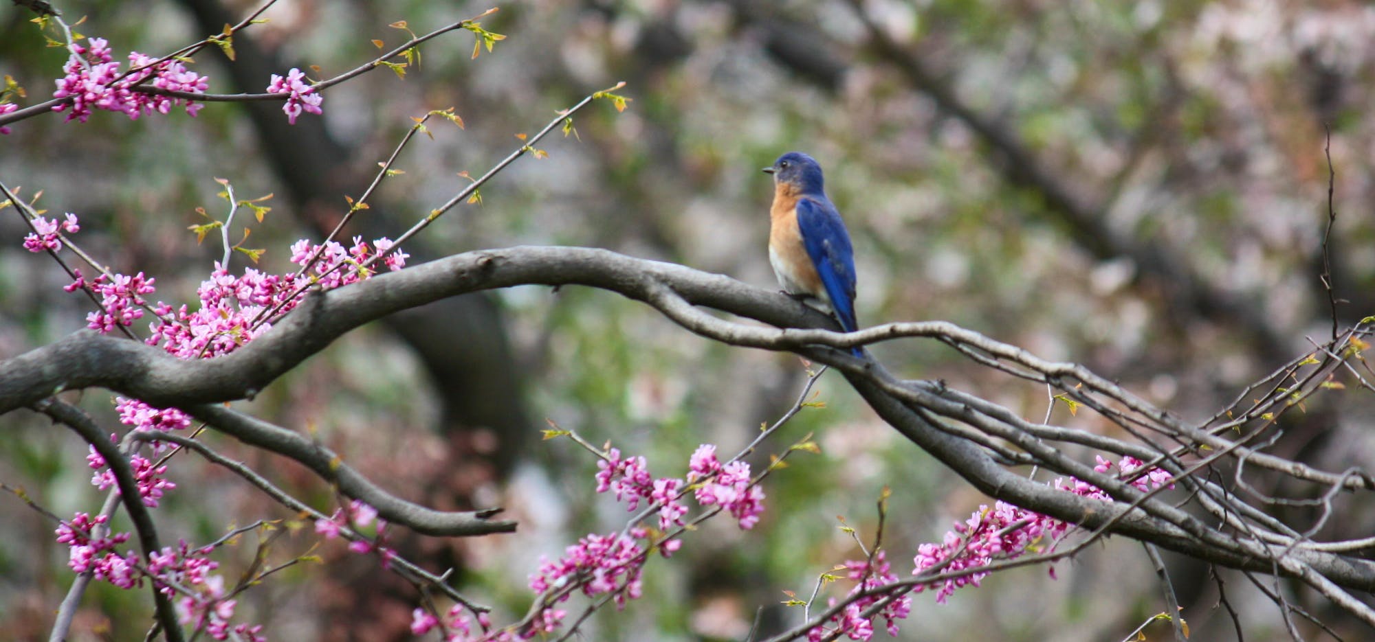 Eastern bluebird in Redbud Tree