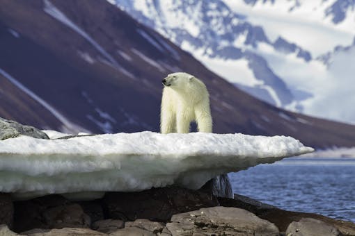 Polar Bear on Thin Ice Svalbard, Norway