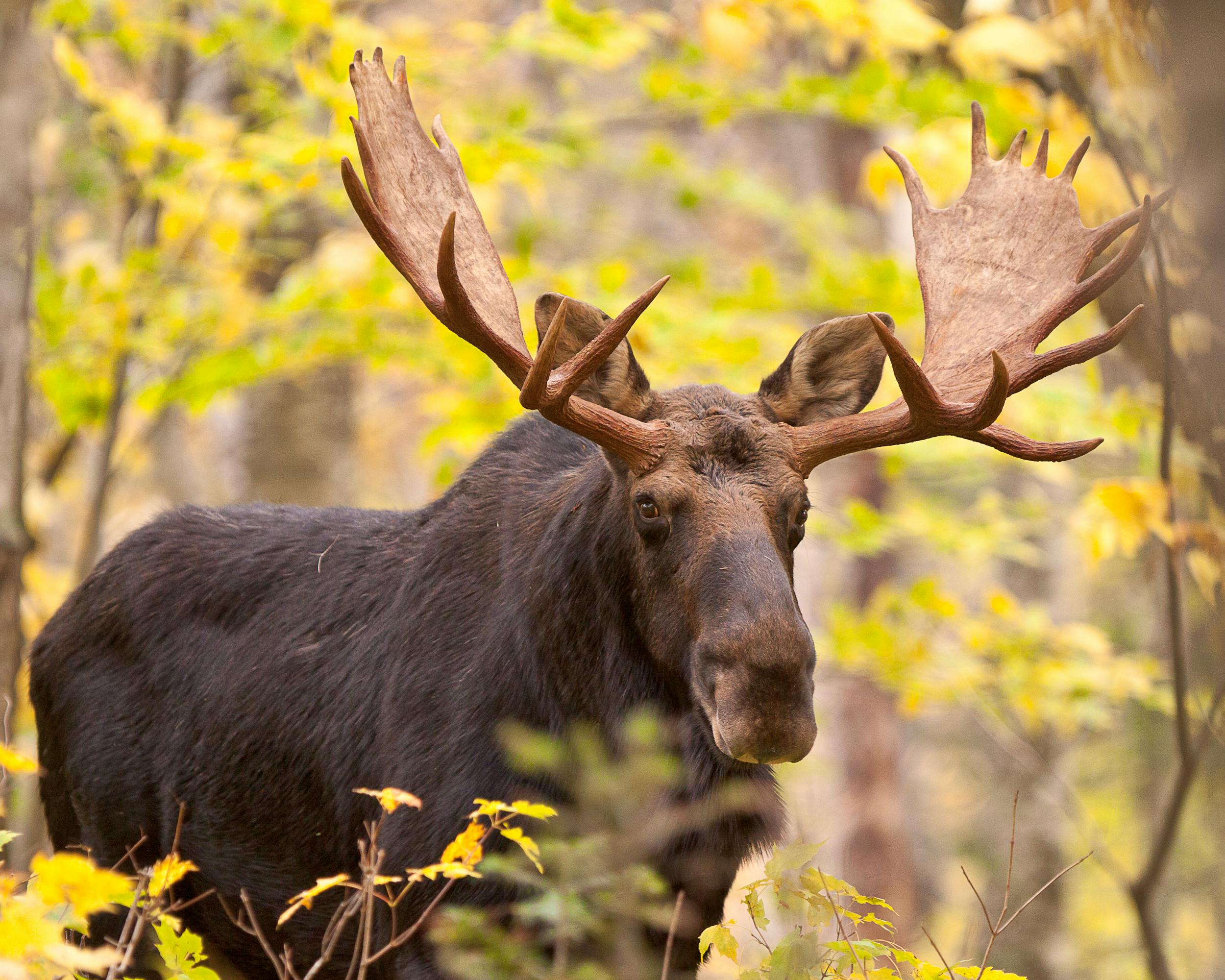 Bull Moose during rut in Baxter State Park, Maine