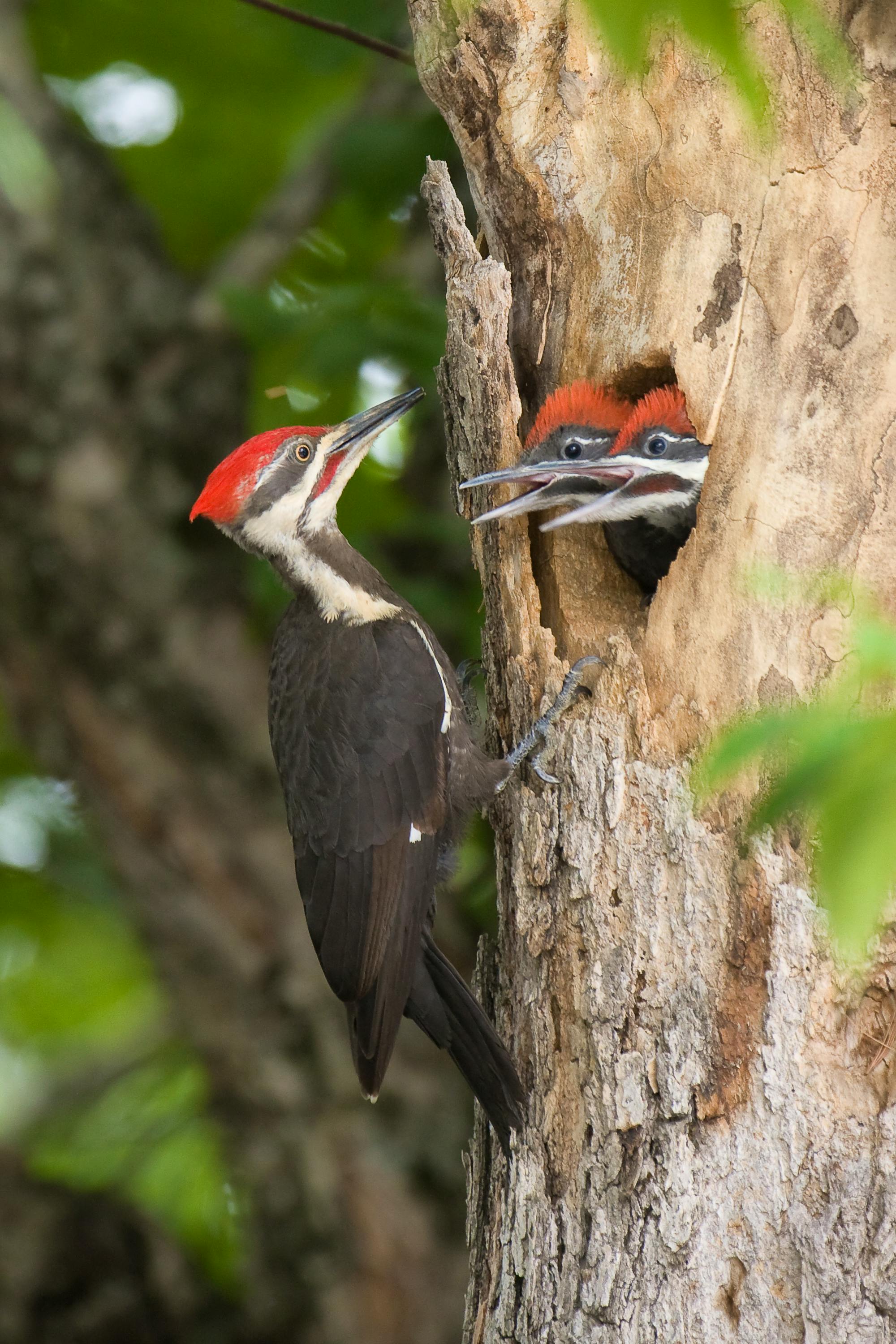 Pileated woodpecker family in a tree