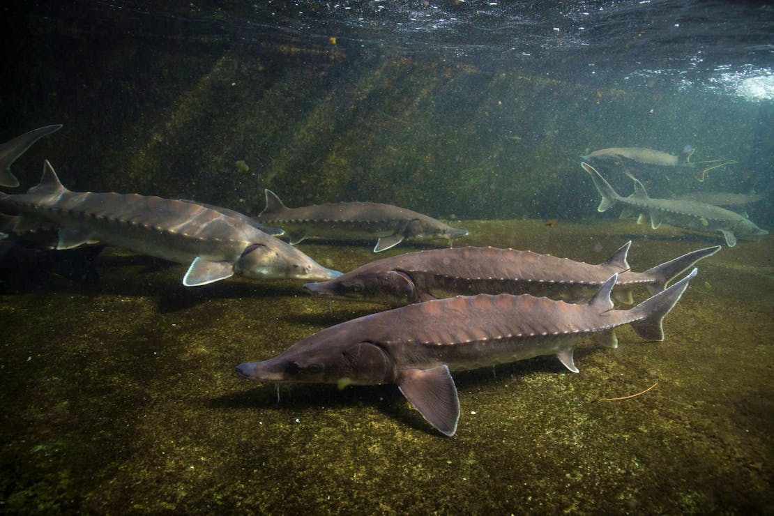 At least five Atlantic Sturgeon swim along the bottom of the water body. Light filters in from the water's surface.