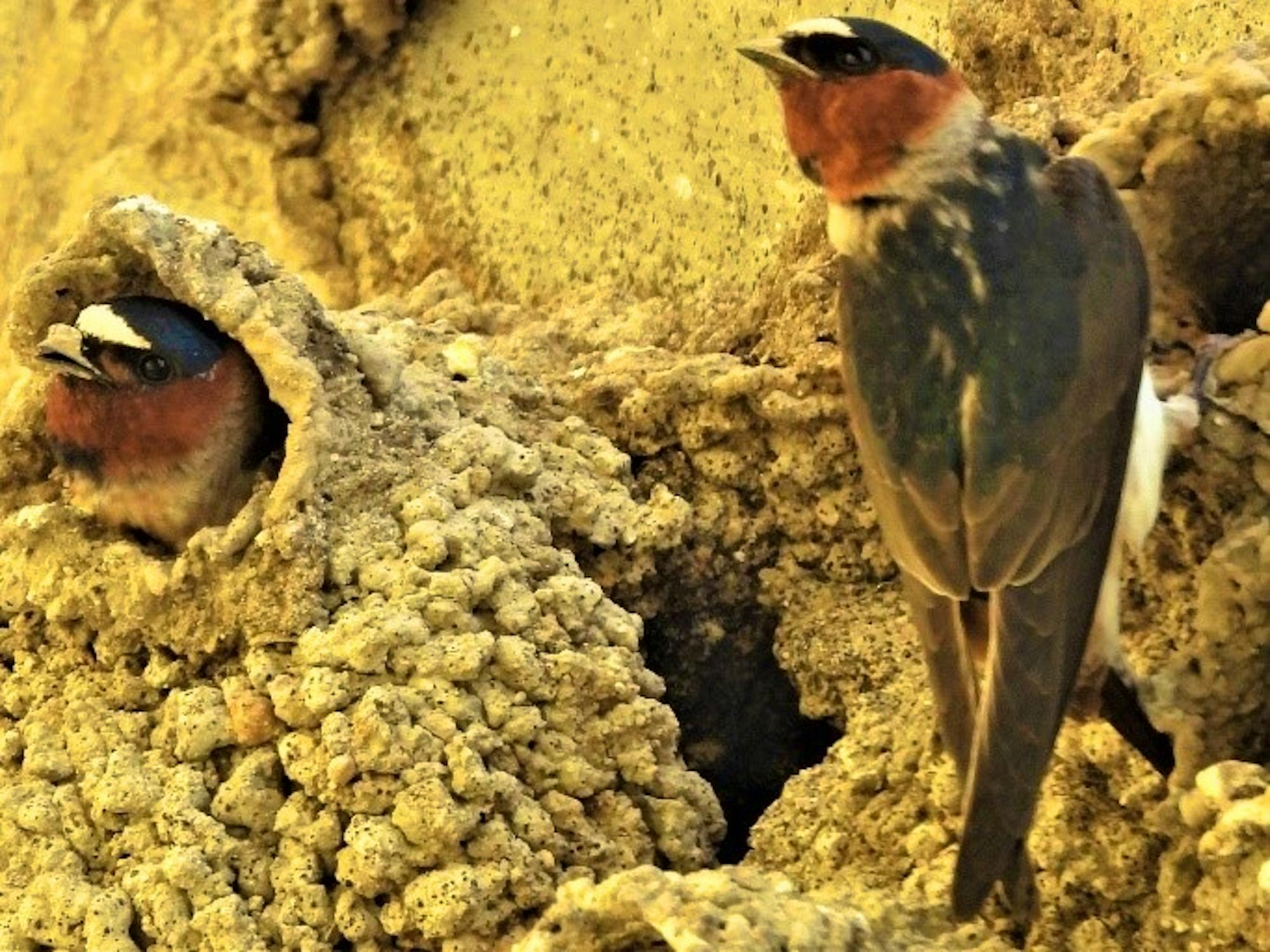 2020.01.25 Palisades Nature Walk cliff swallow 