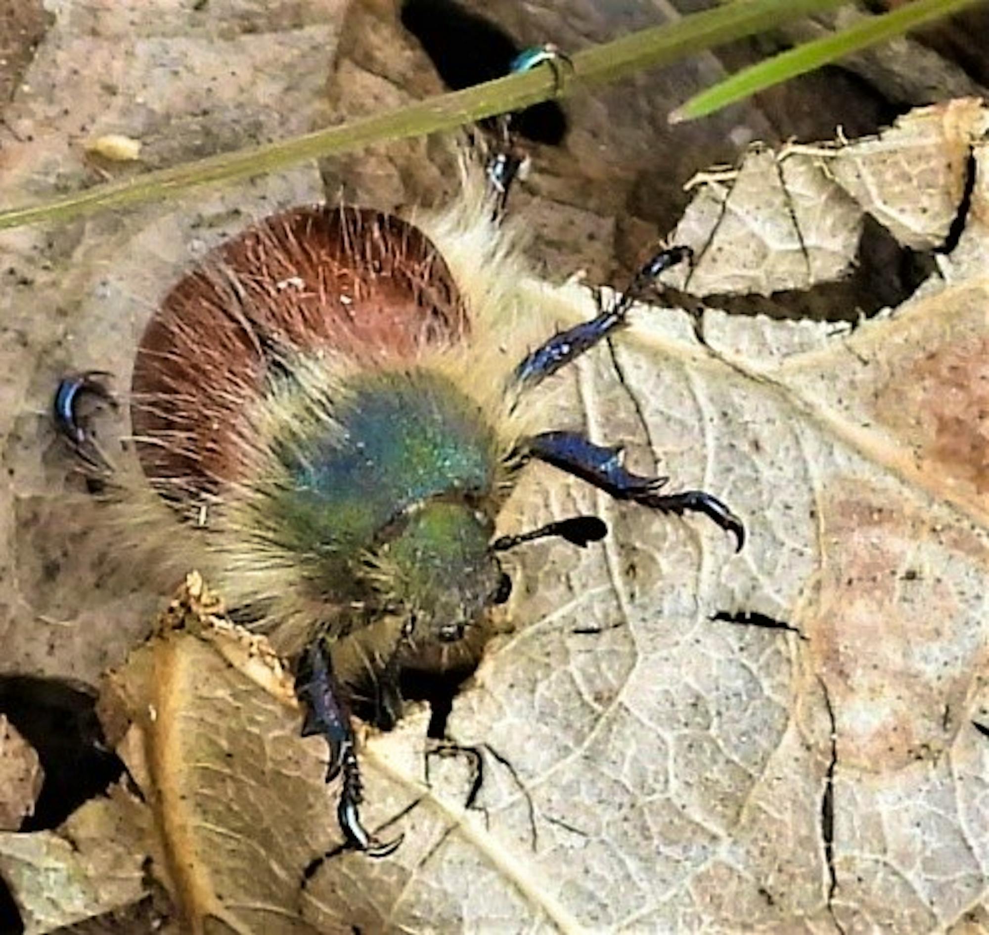 2020.01.25 Palisades Nature Walk hairy beetle