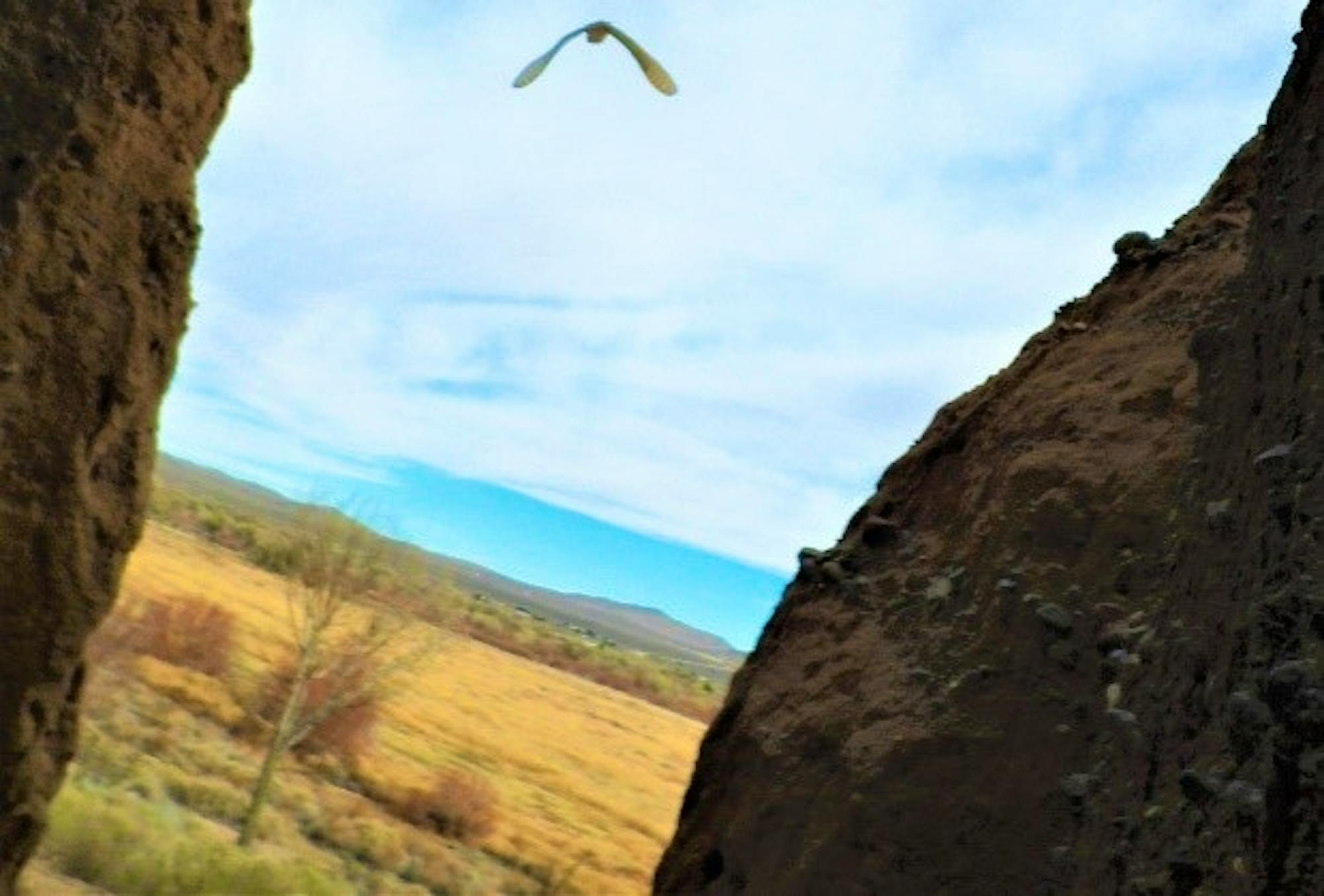 2020.01.25 Palisades Nature Walk barn owl 