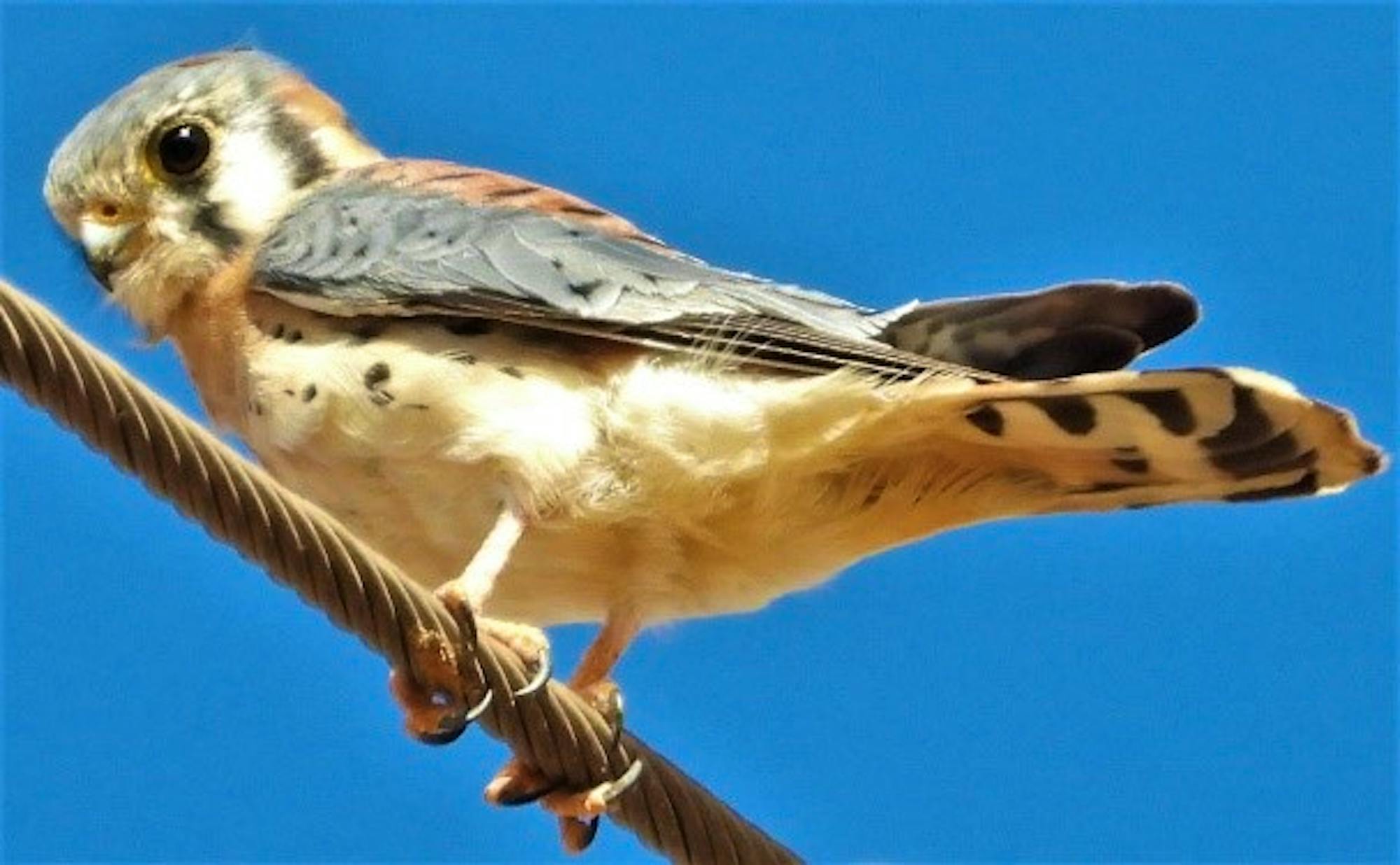 2020.01.25 Palisades Nature Walk American Kestrel 