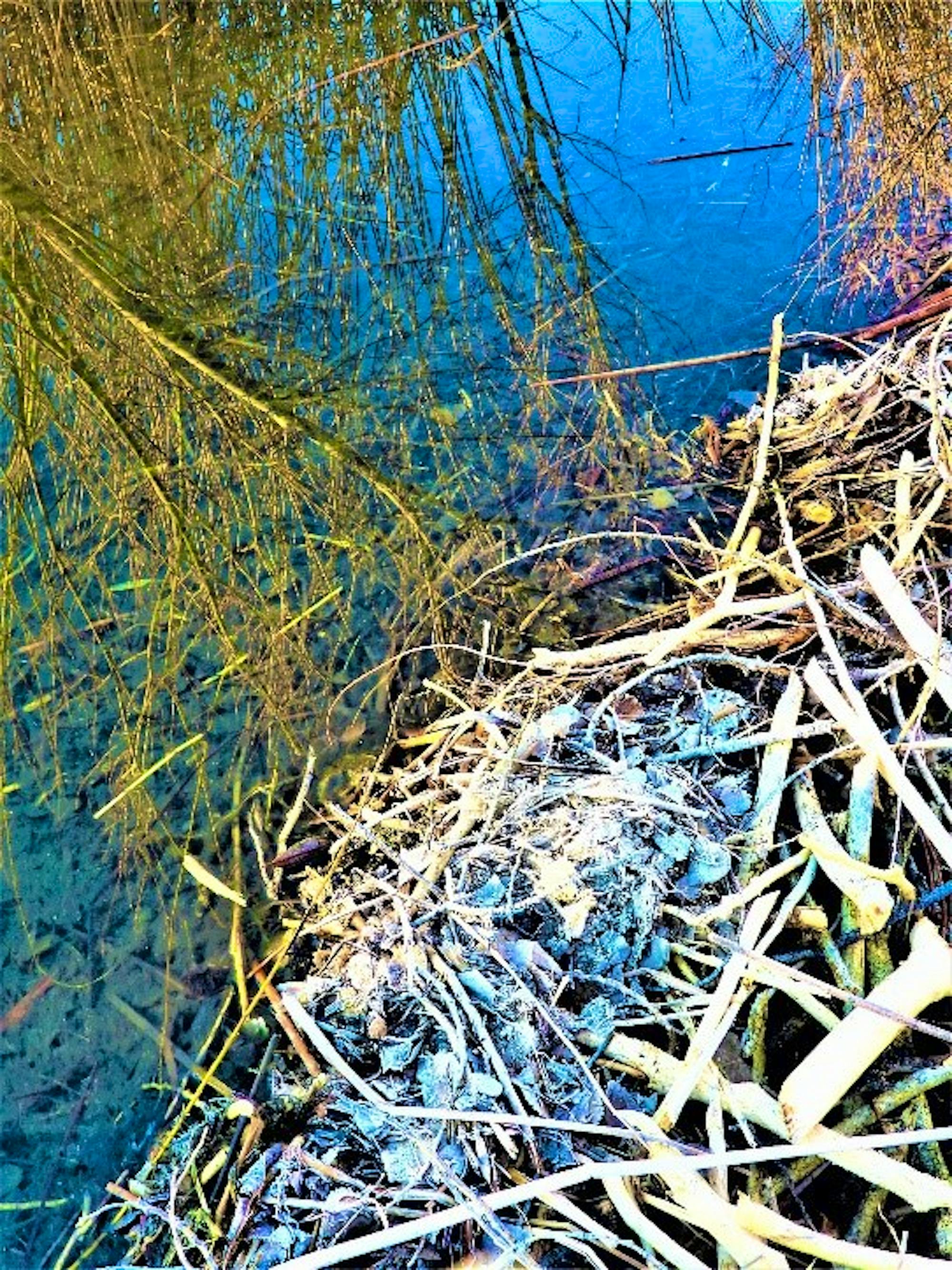 2020.01.25 Palisades Ranch Nature Reserve walk beaver rewilding