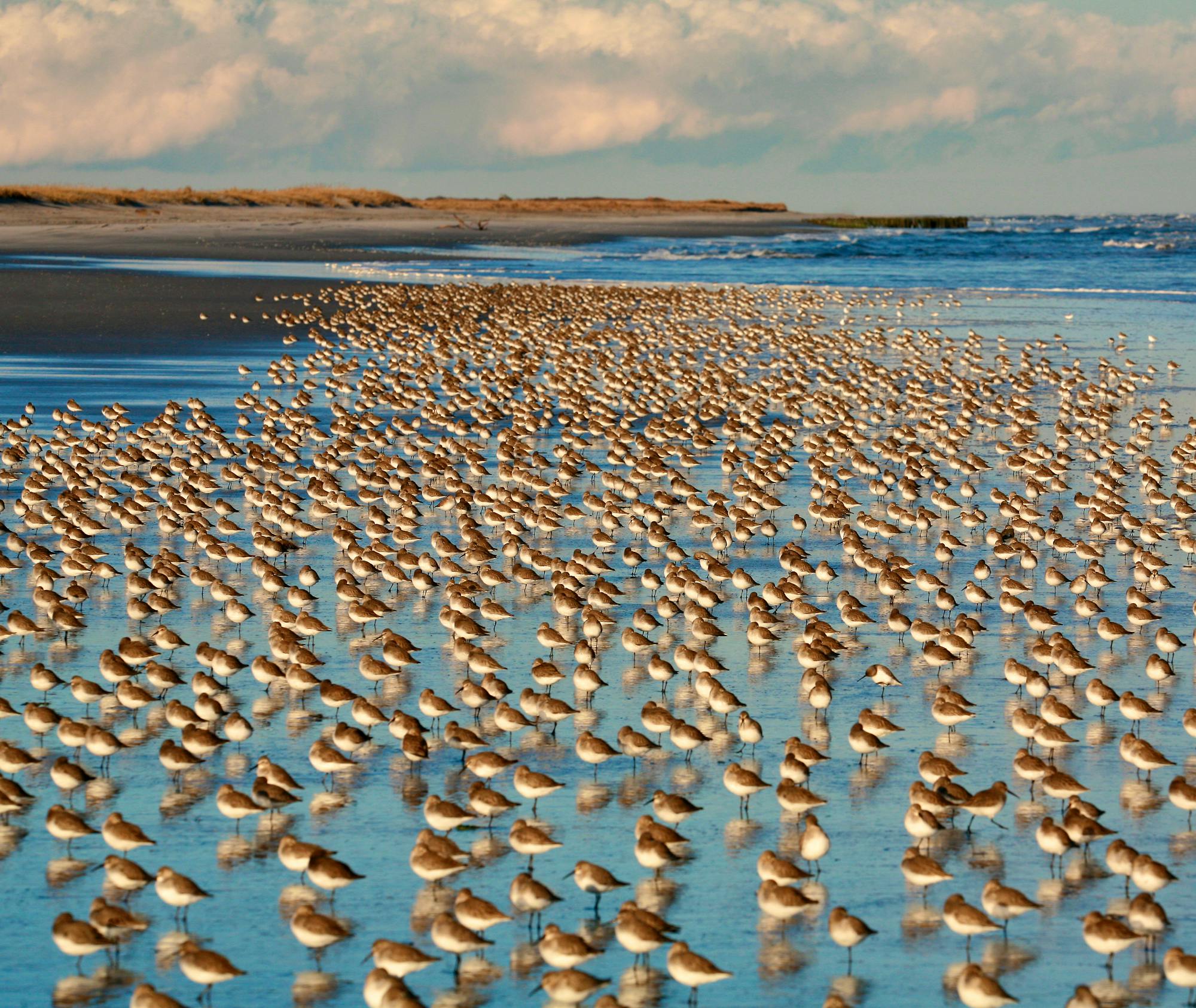 Sandpiper Migration Brigantine, NJ