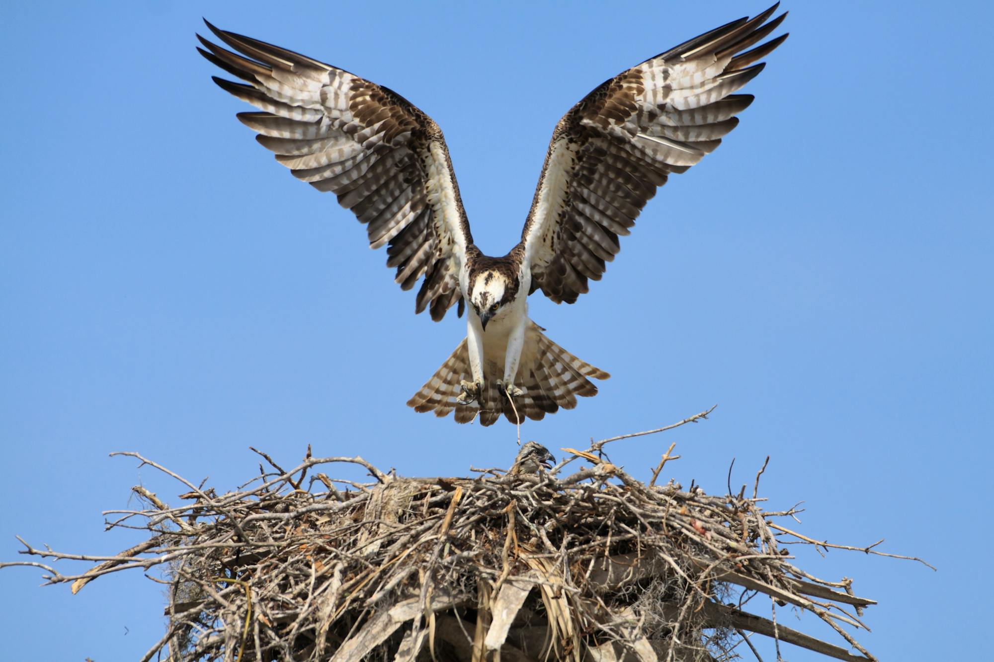 Osprey landing on nest in Florida