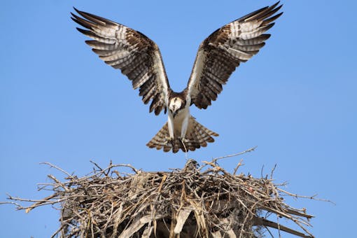 Osprey landing on nest in Florida