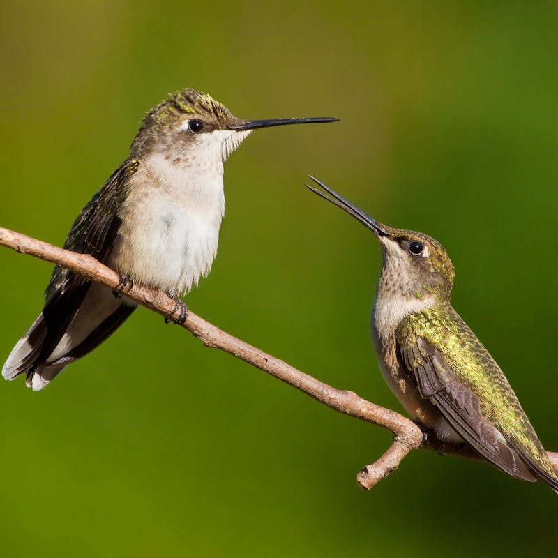 Pair of ruby throated hummingbirds on a branch