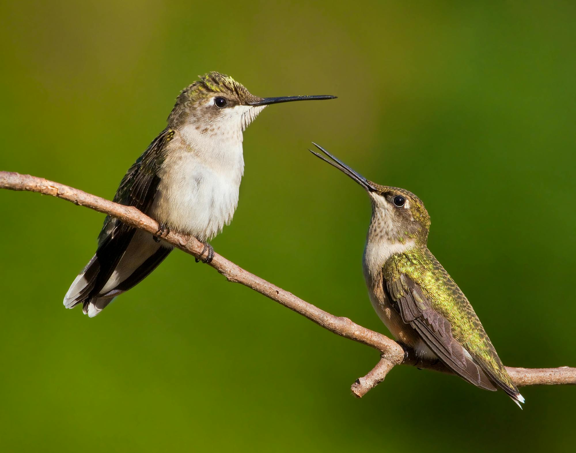 Pair of ruby throated hummingbirds on a branch