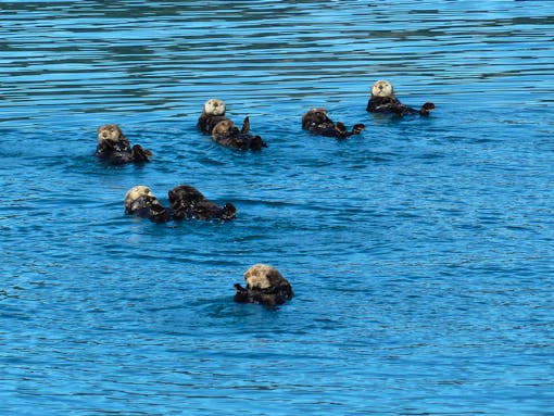 Sea otters floating in the water