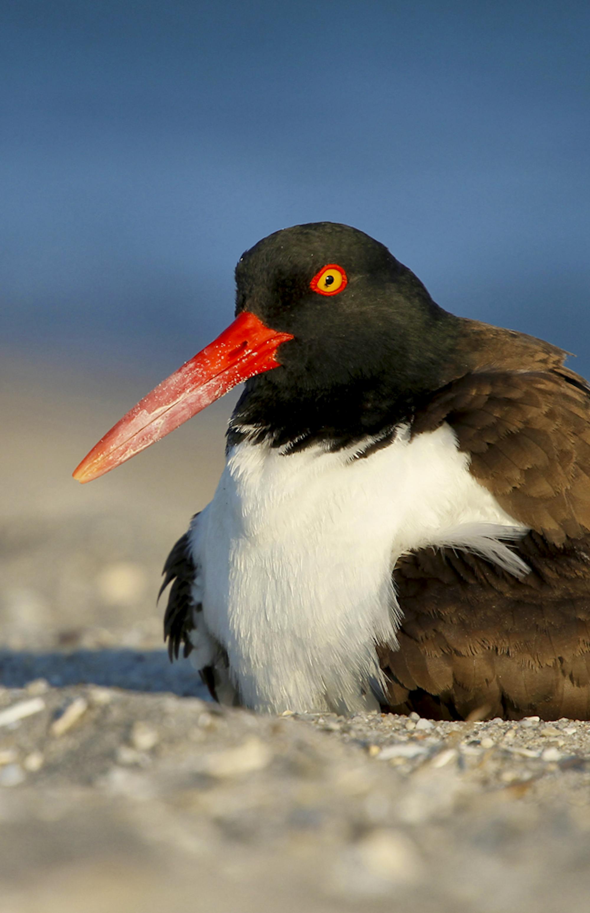 American Oystercatcher on a beach Cape May, NJ