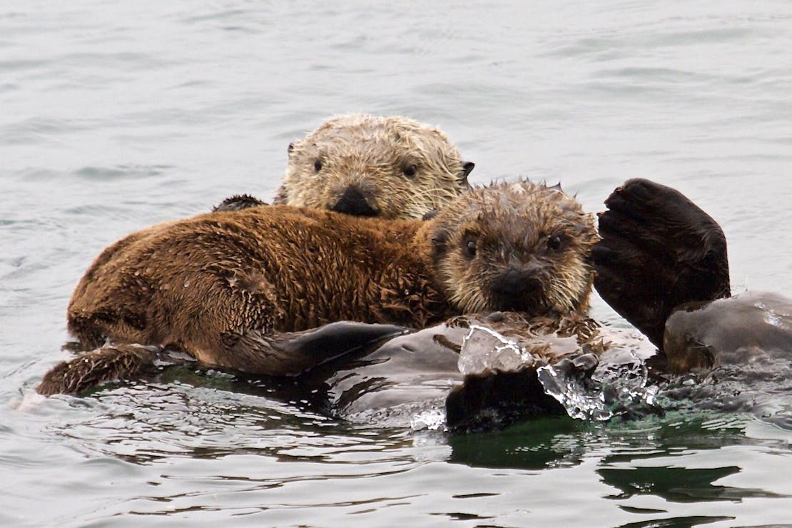 Sea otter family in Morro Bay California