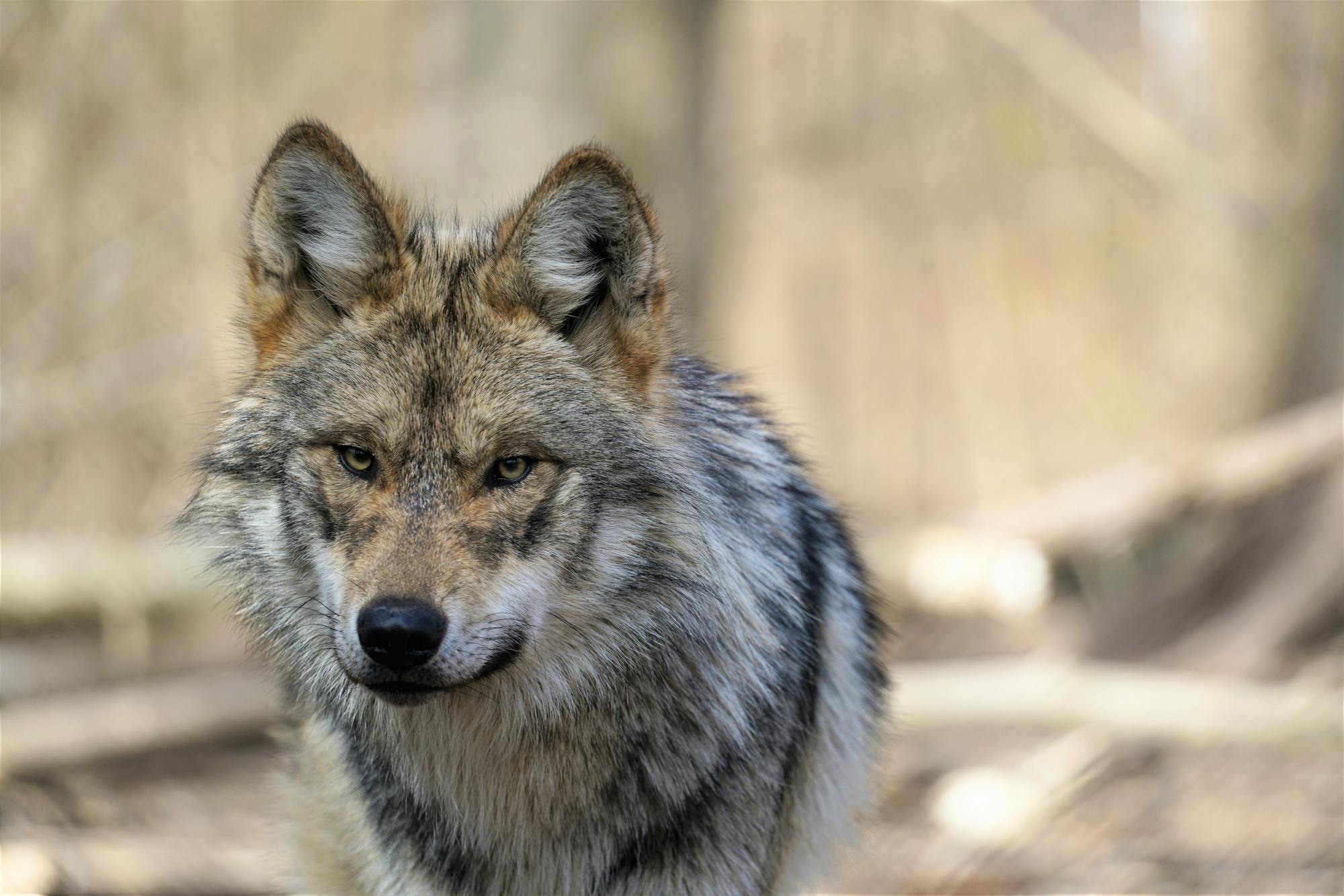 Mexican gray wolf