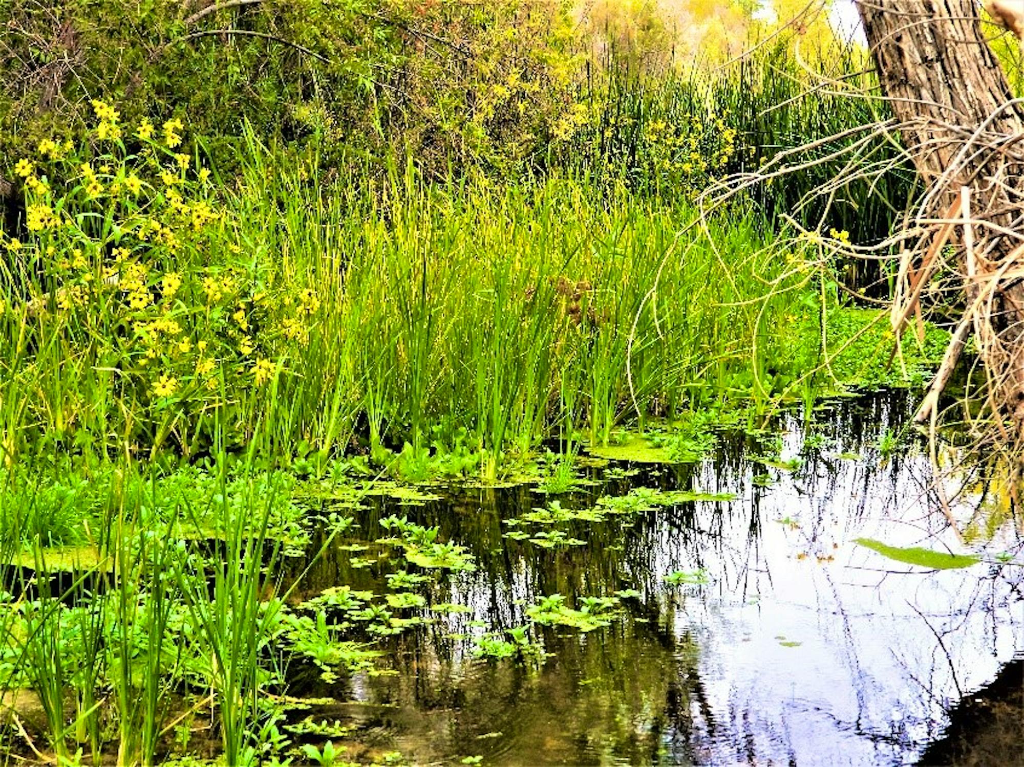 2020.01.25 Palisades Ranch Nature Reserve walk  wetland 