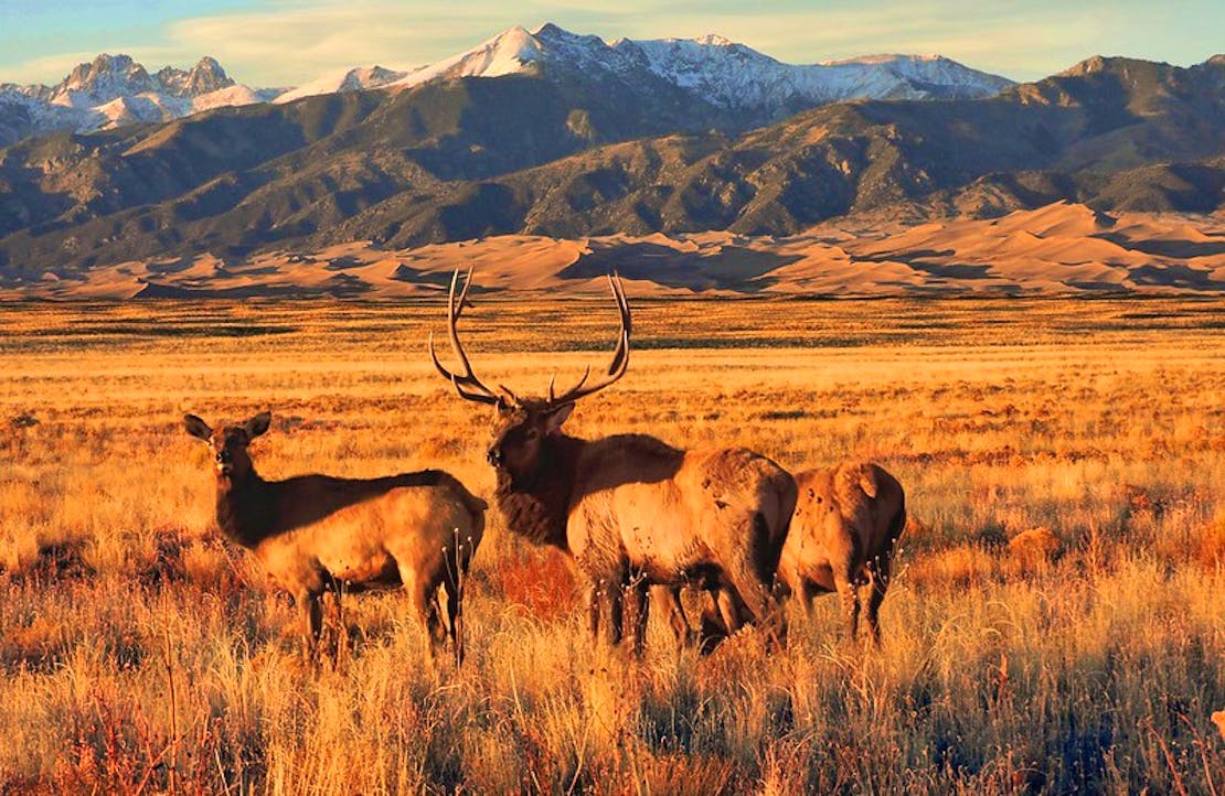 Elk in Grasslands, Dunes and Sangre de Cristo Mountains in Background Great Sand Dunes NP 