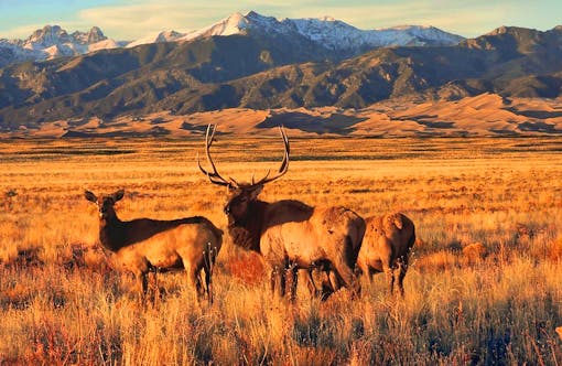 Elk in Grasslands, Dunes and Sangre de Cristo Mountains in Background Great Sand Dunes NP 