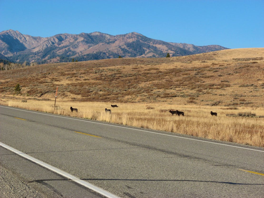 Members of the Phantom Hill Pack, spotted in the Sawtooth National Forest near Sun Valley, ID