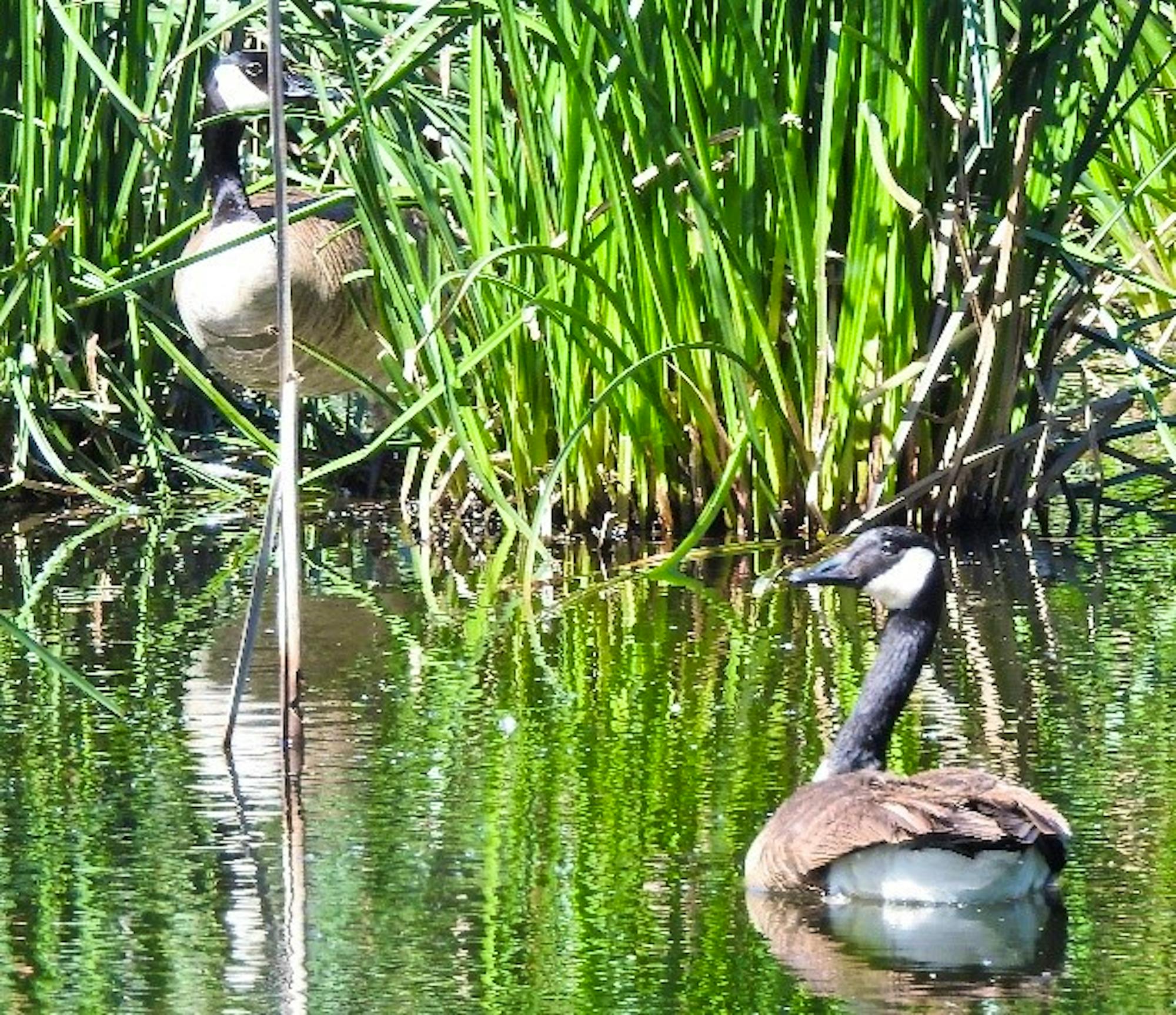 2020.01.25 canada geese Palisades ranch nature reserve walk 