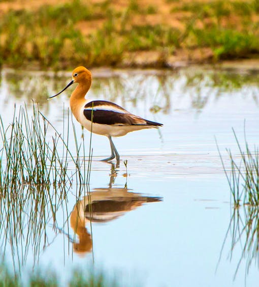 Avocet at the Arsenal 