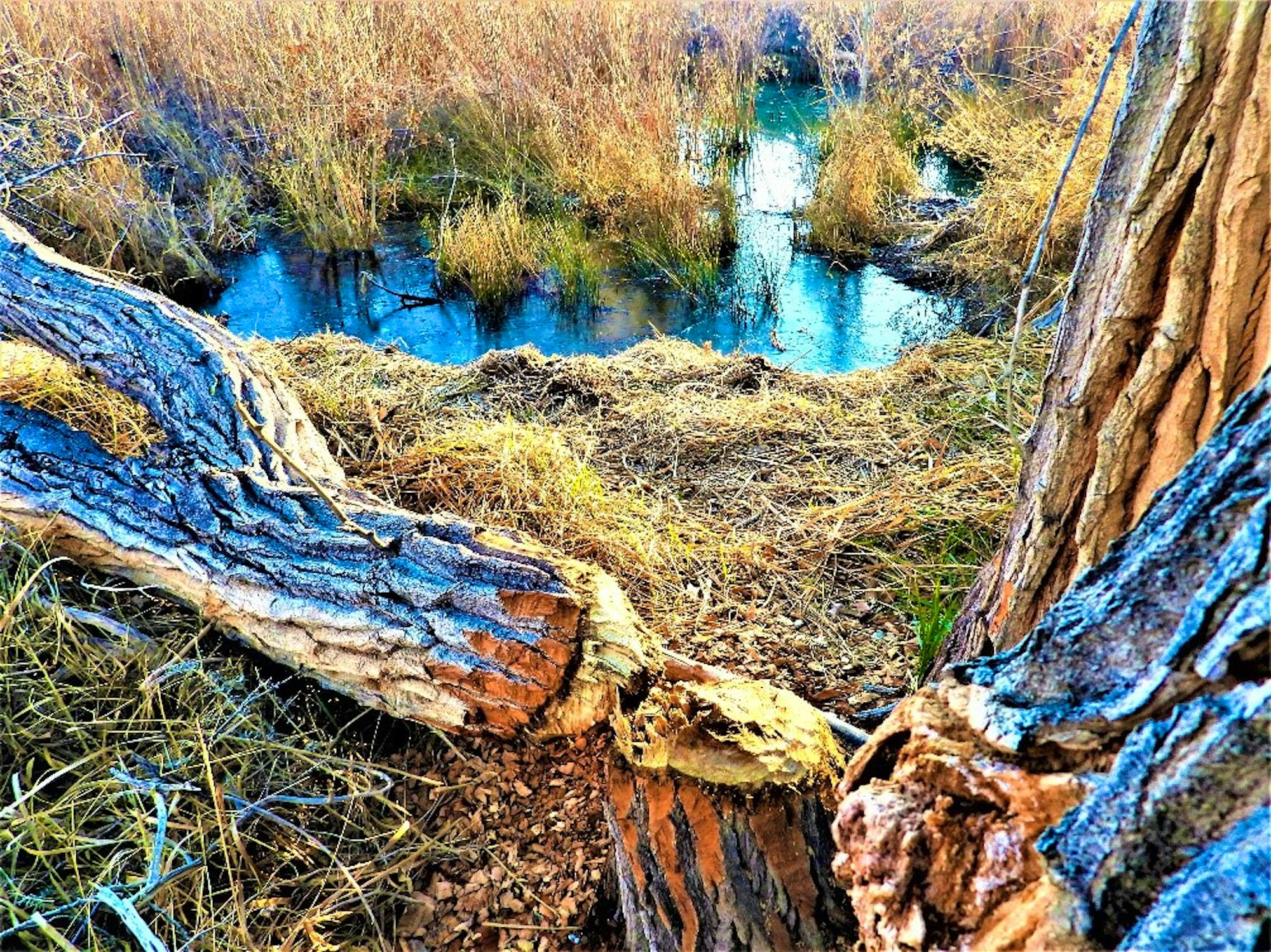 2020.01.25 Palisades Ranch Nature Reserve Walk with Tom Egan/Defenders of Wildlife