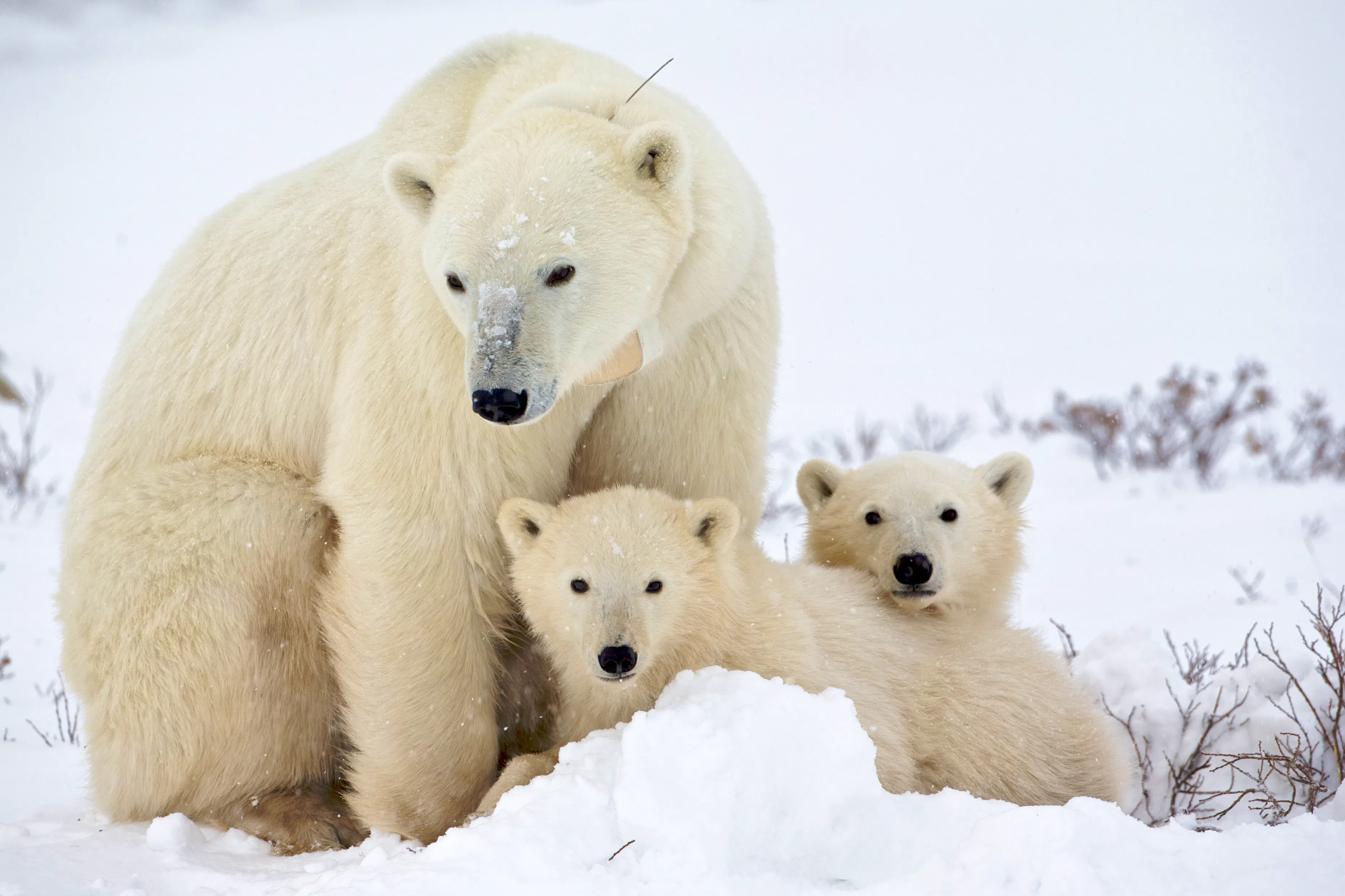 Polar Bear family, Churchill, Manitoba