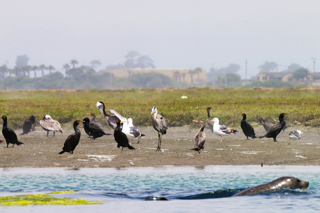 Biodiversity in Elkhorn Slough seal pelican gull heron