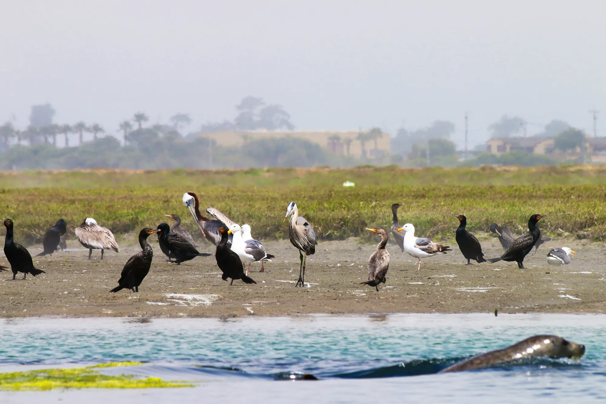 A seal swims in the foreground water while a pelican, gull and heron birds roam the sandy beach