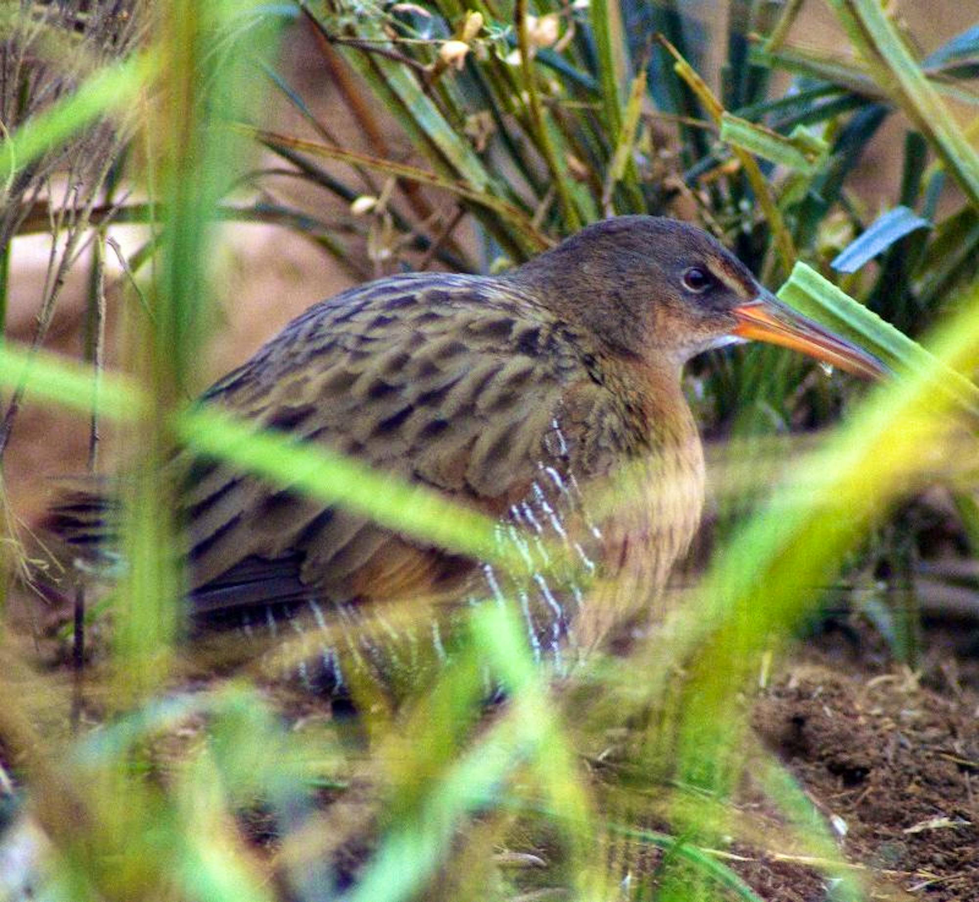 Light-footed Clapper-rail 