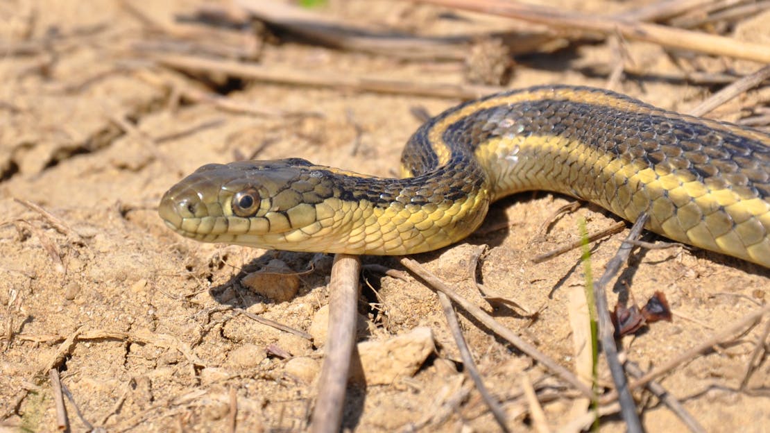 Giant garter snake April 19, 2011 on private property in the upper Delta below the city of Davis