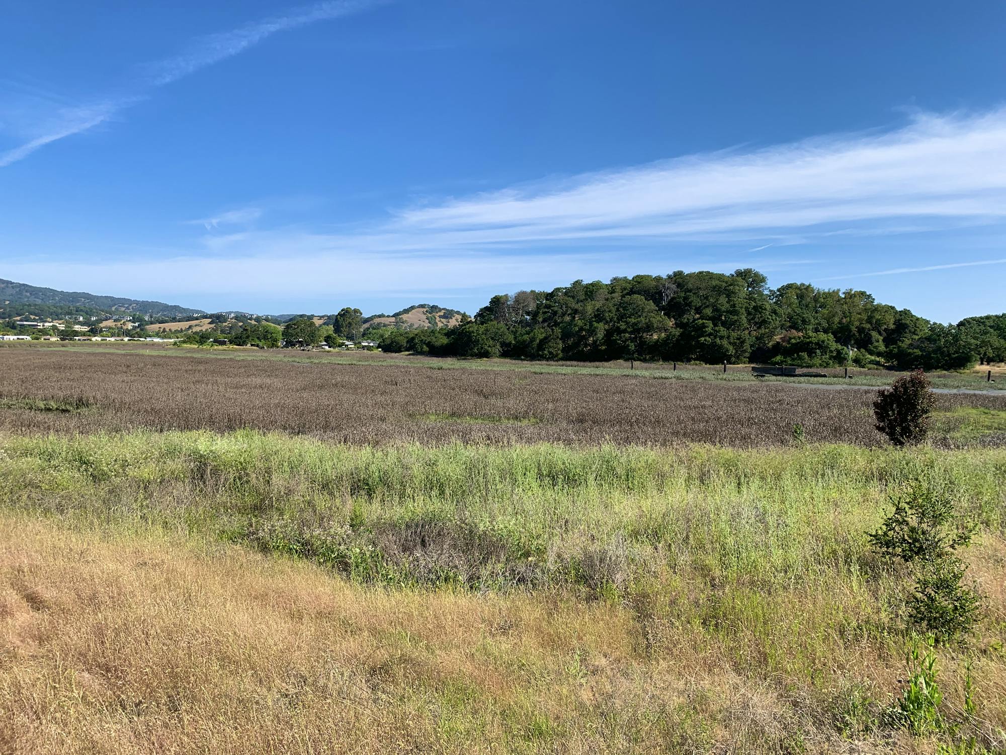 San Rafael Marsh CA