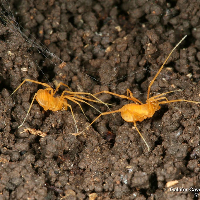 Bone Cave Harvestman