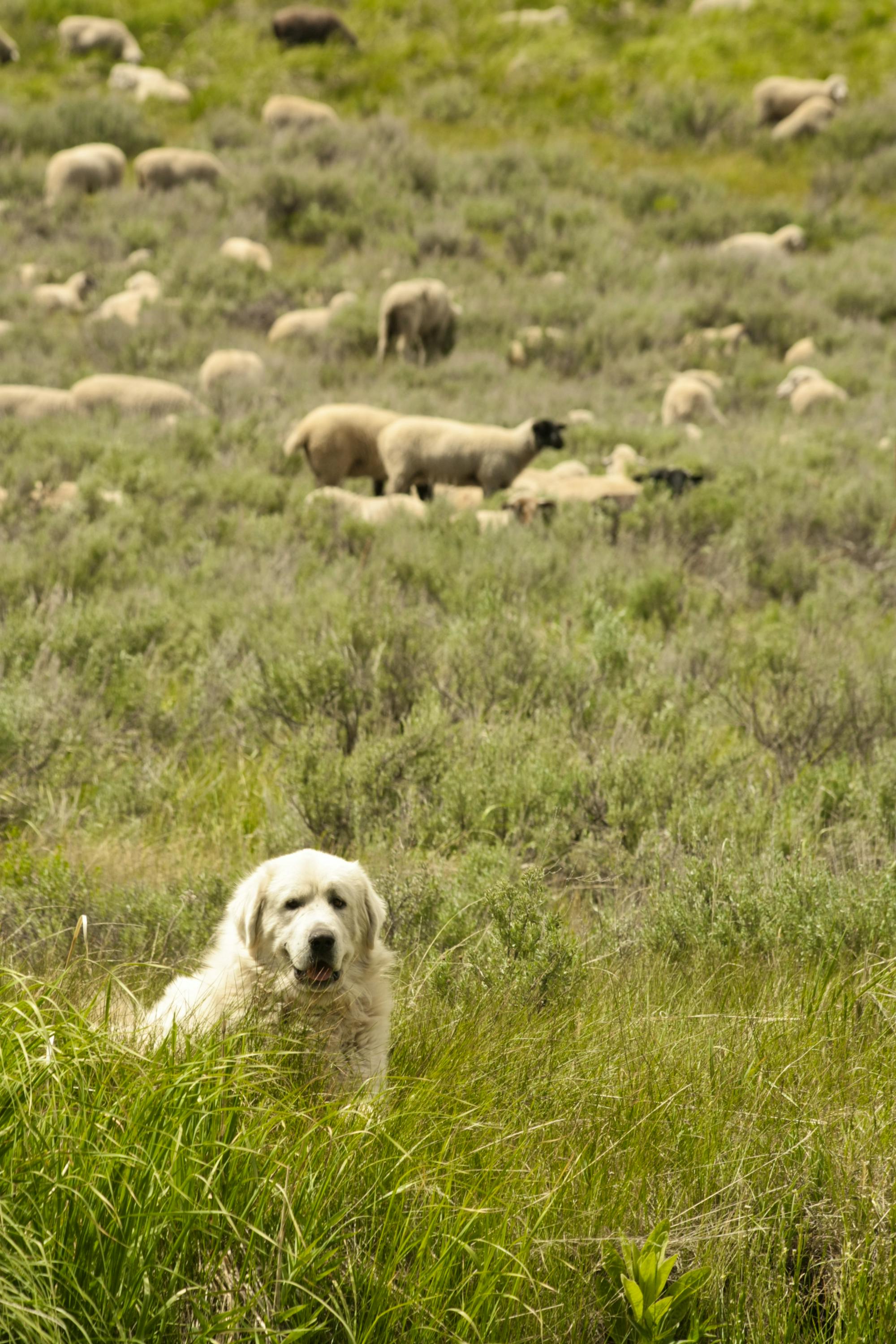 Wood River Guardian Dog with sheep in the background