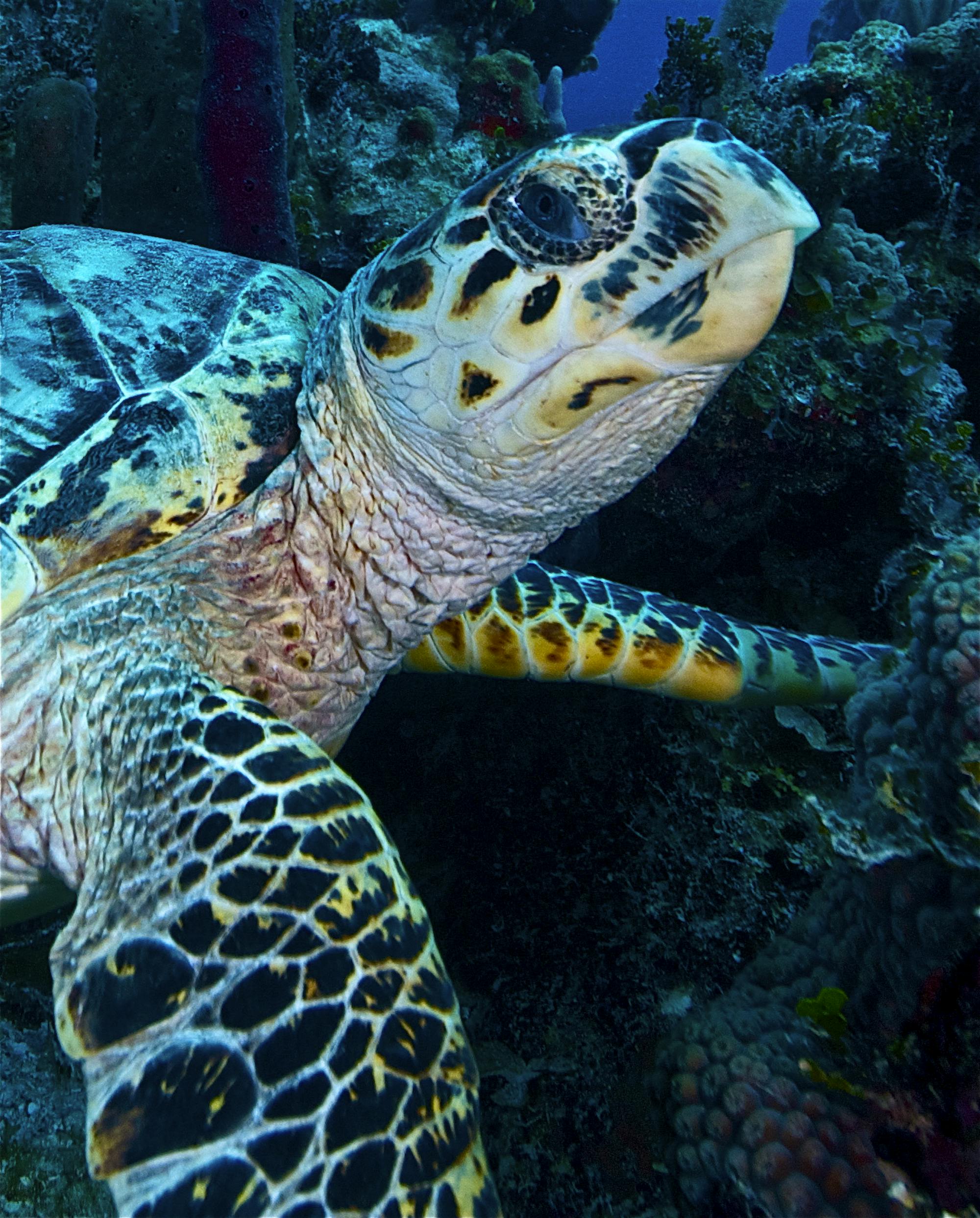 Hawksbill sea turtle