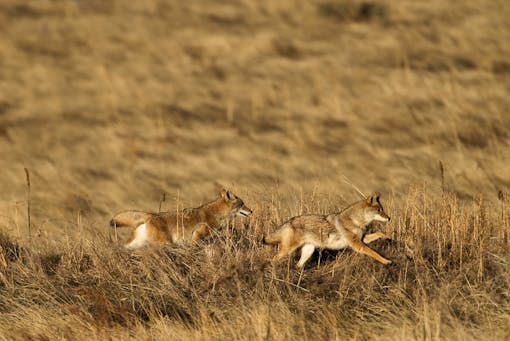 Pair of coyotes running in Rocky Mountain Arsenal NWR CO