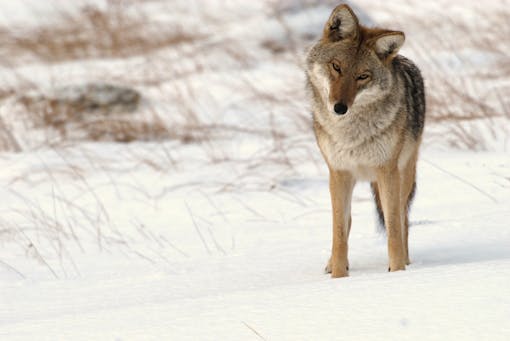 Coyote listening in Rocky Mountain National Park 