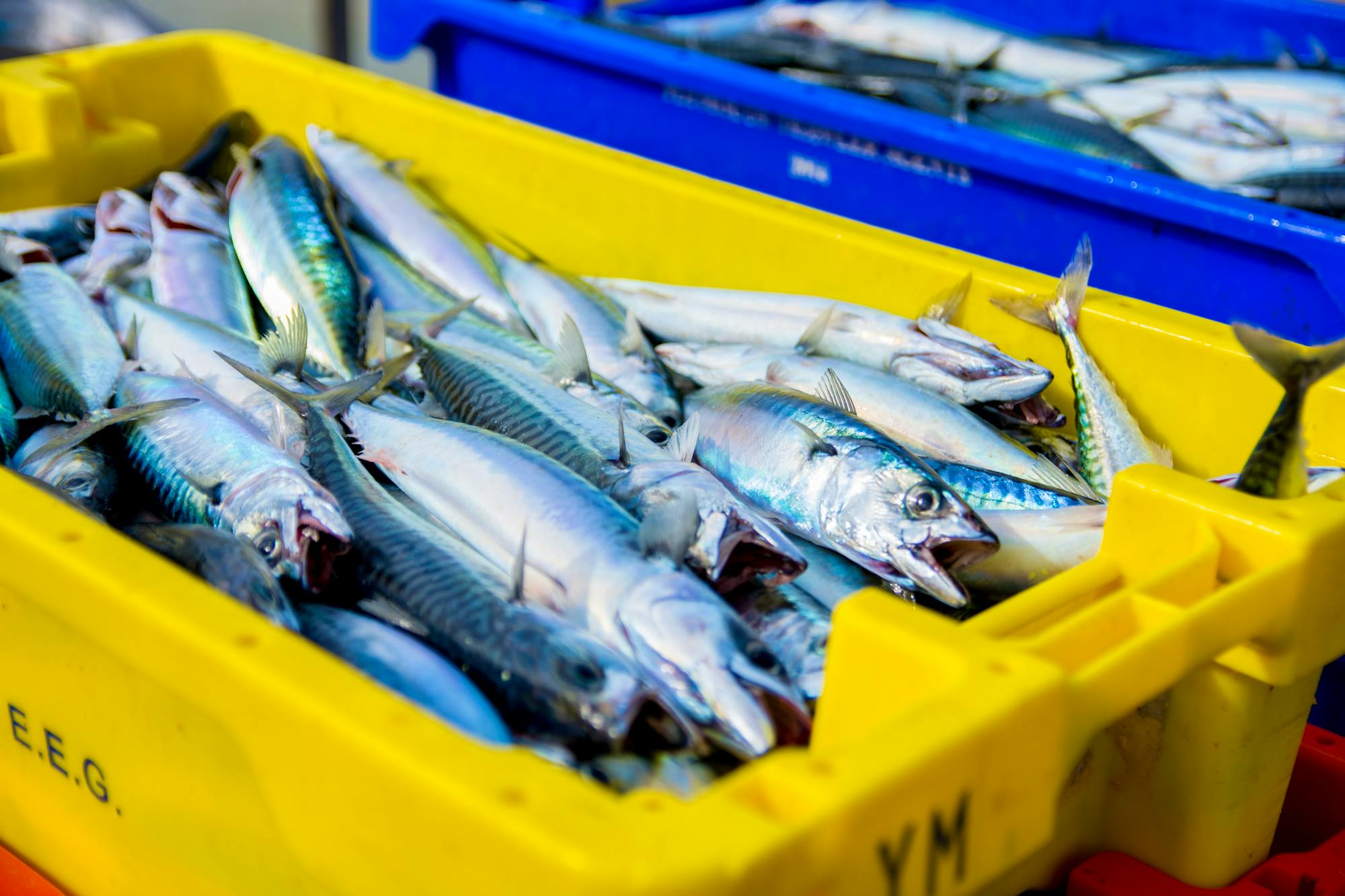 Yellow tub of fish for sale