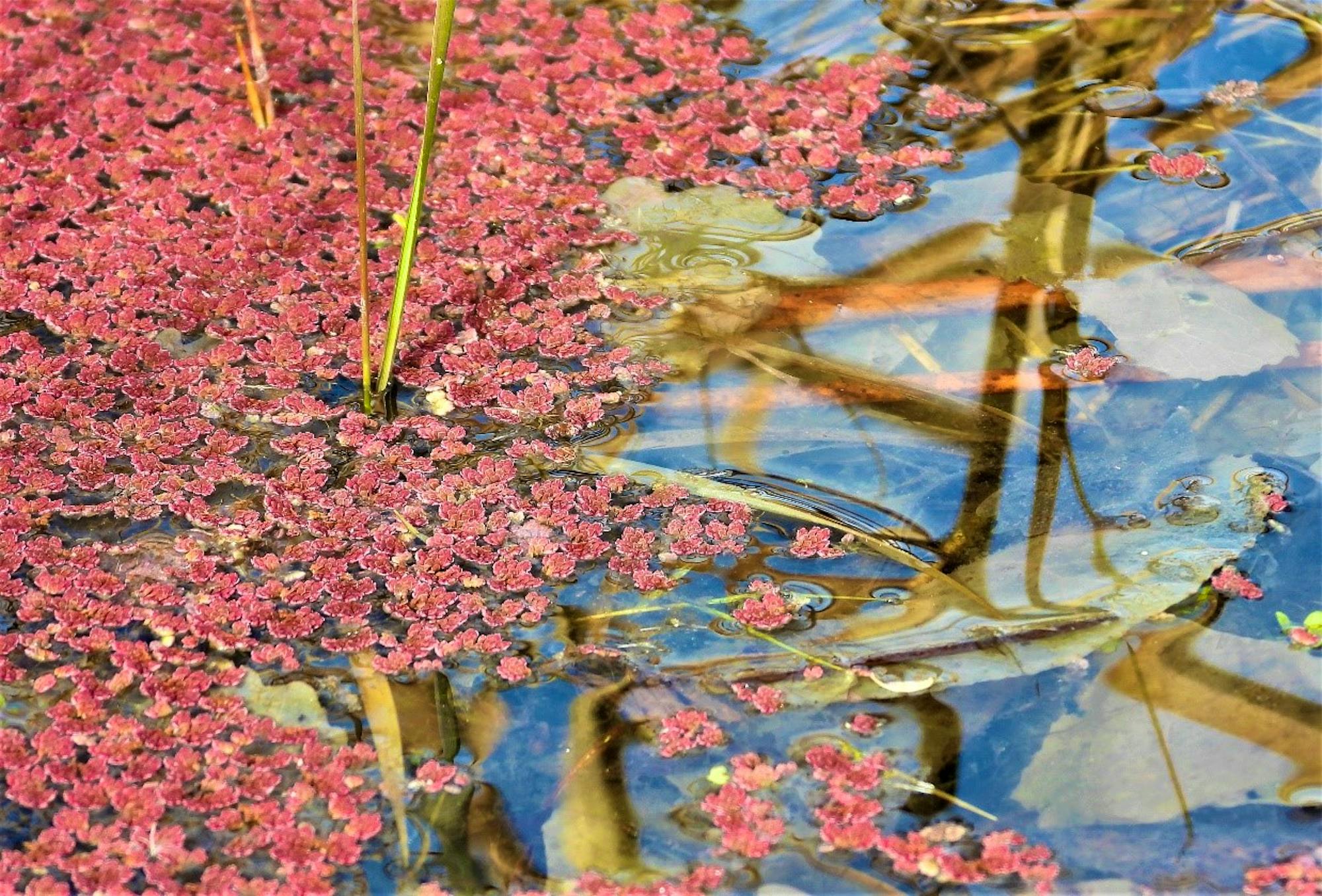 Wetland Palisades Ranch Nature Reserve Walk Tom Egan/Defenders of Wildlife