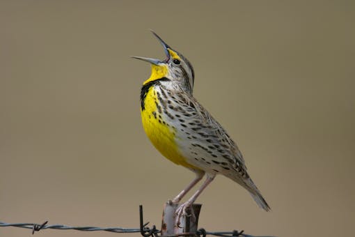 Singing meadowlark Kearney, Nebraska