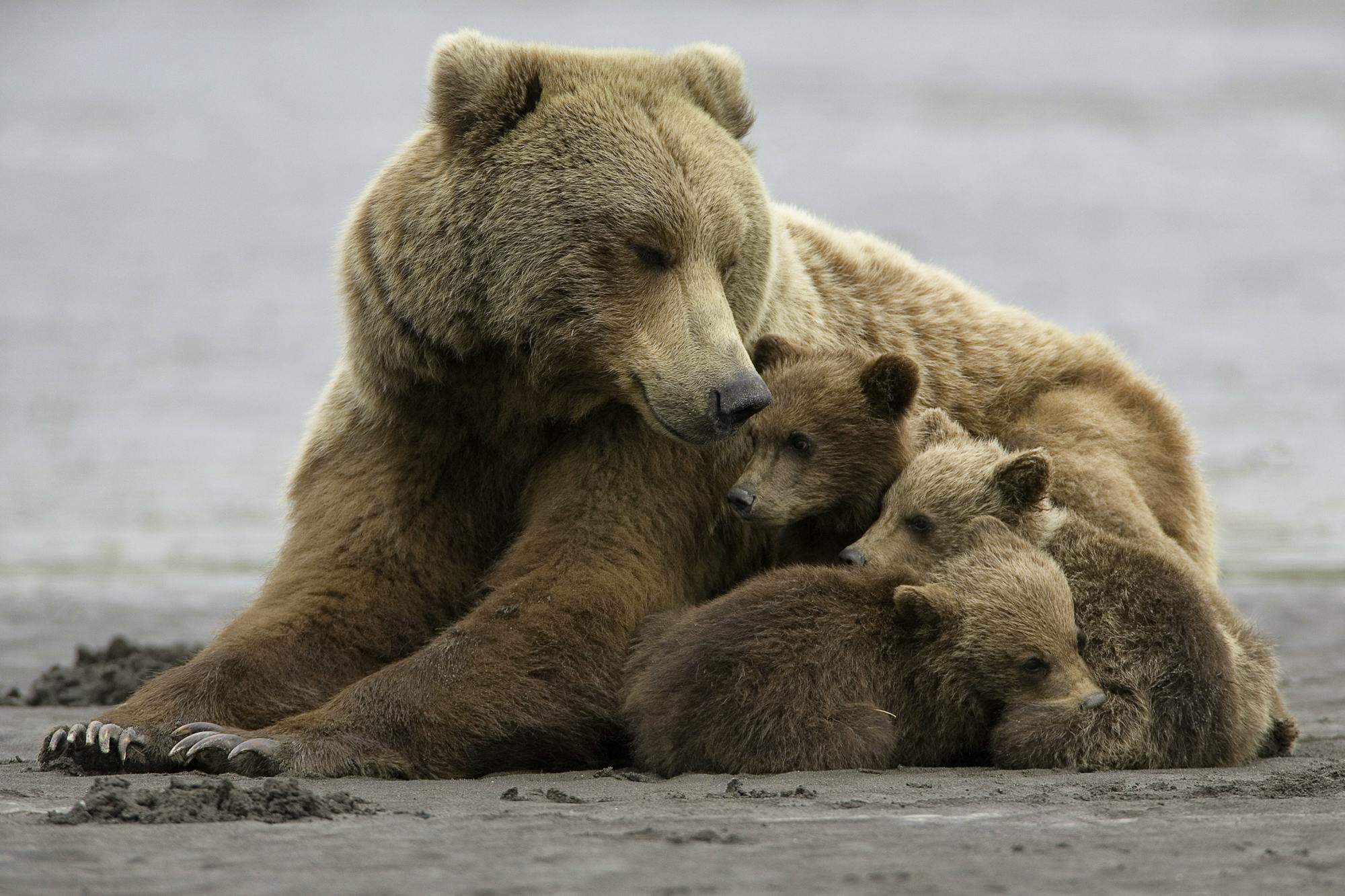 Brown bear family, sow with cubs at Halo Bay, Katmai NP Alaska