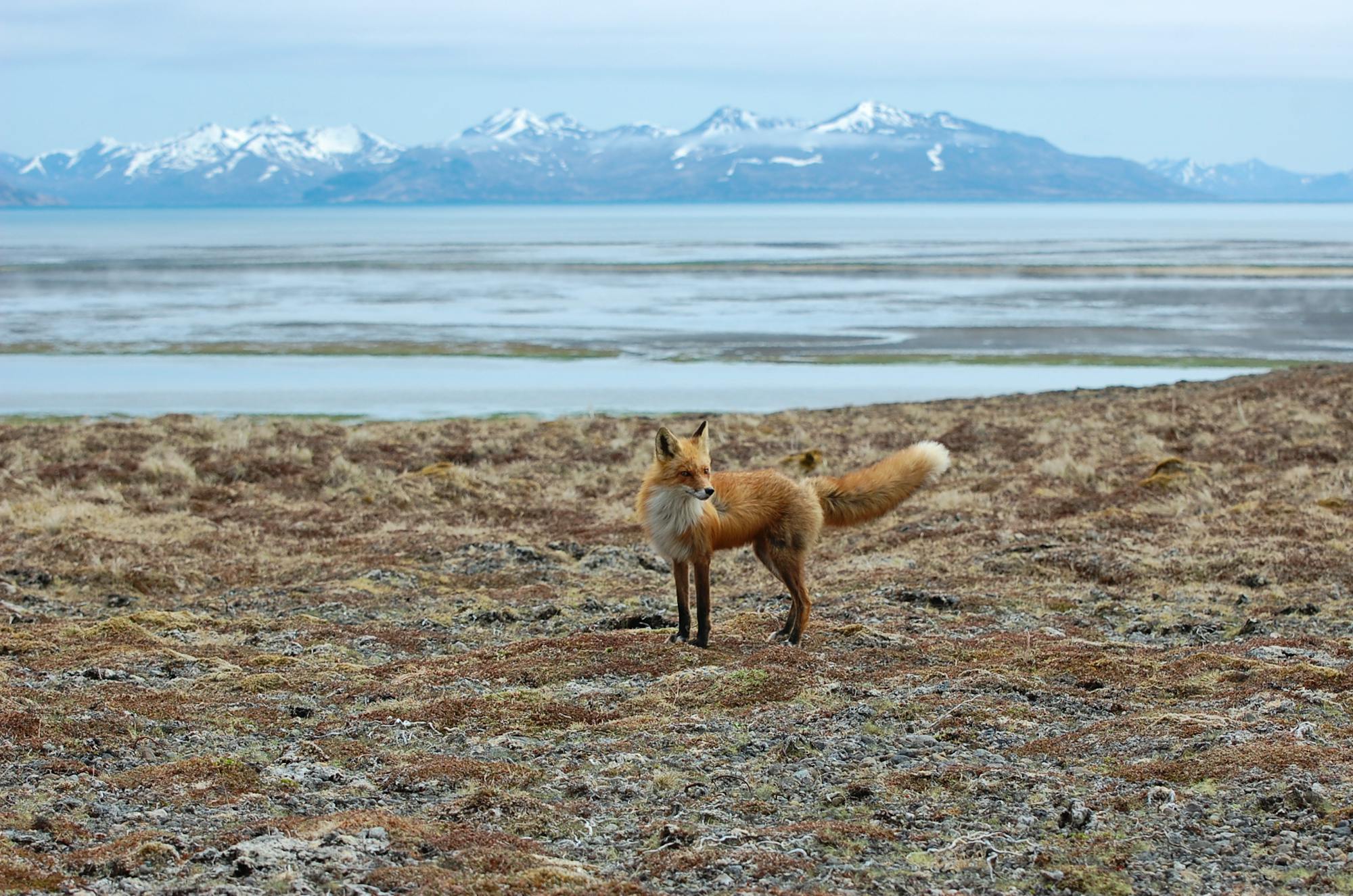 Red Fox at Kinzarof Lagoon Izembek National Wildlife Refuge