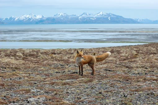 Red Fox at Kinzarof Lagoon Izembek National Wildlife Refuge