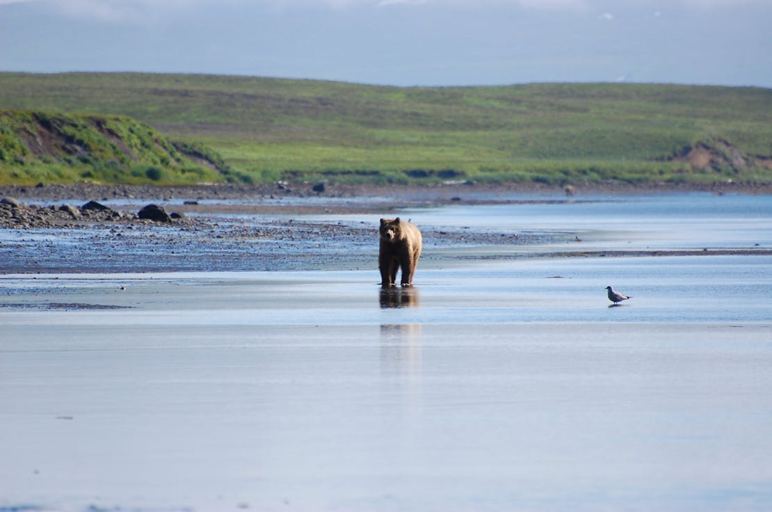 Brown bear in Kinzarof Lagoon Izembek National Wildlife Refuge