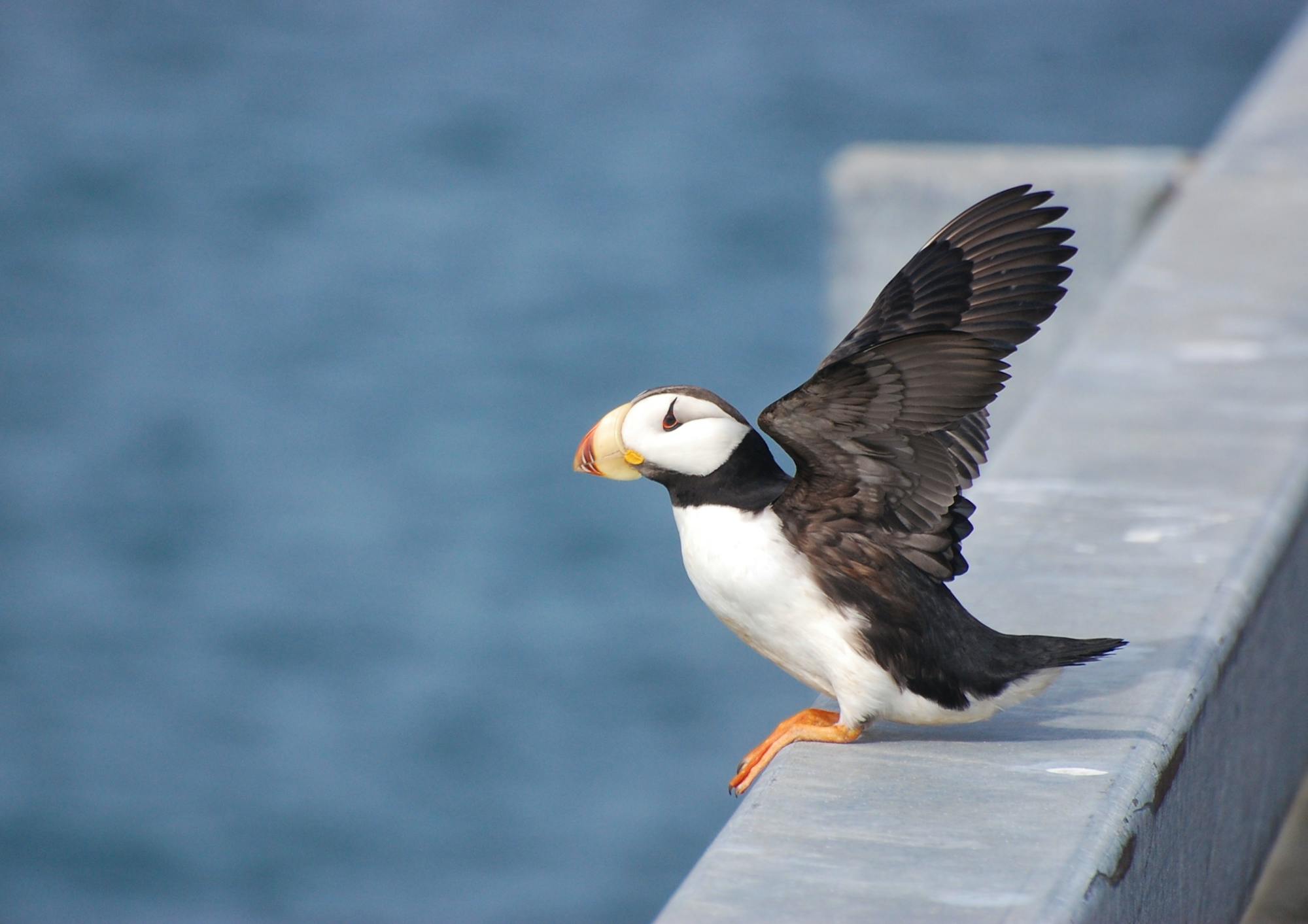 Horned puffin on a dock in Cold Bay, Alaska