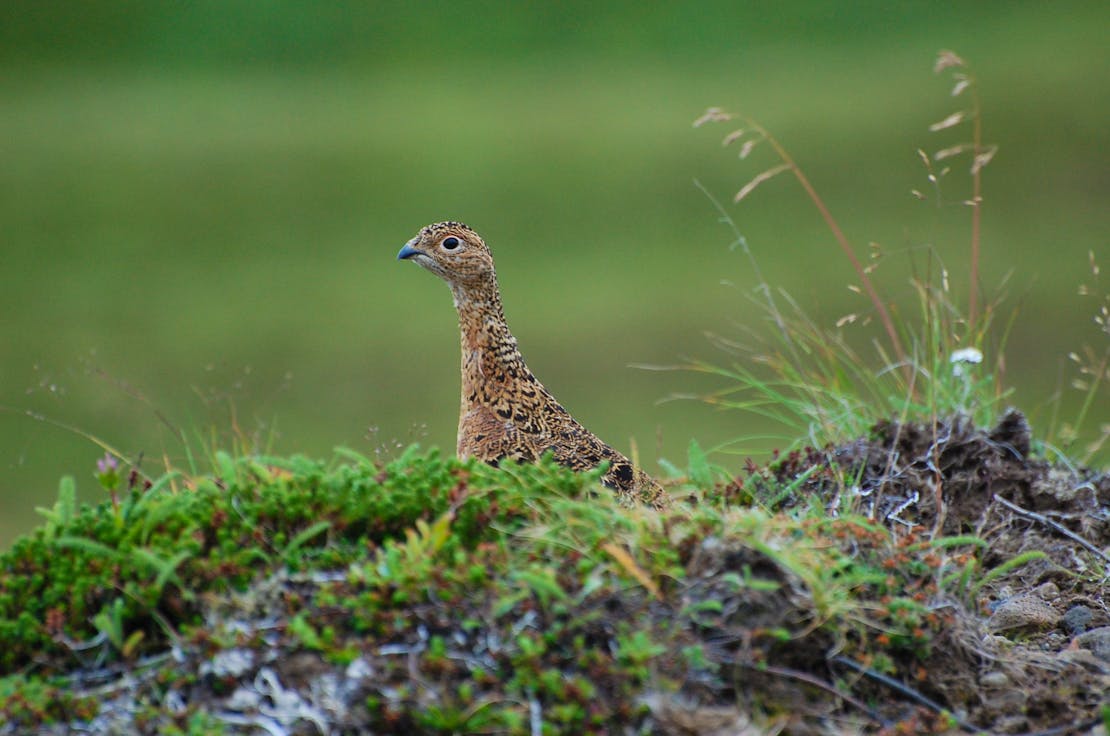 Willow ptarmigan female Izembek National Wildlife Refuge