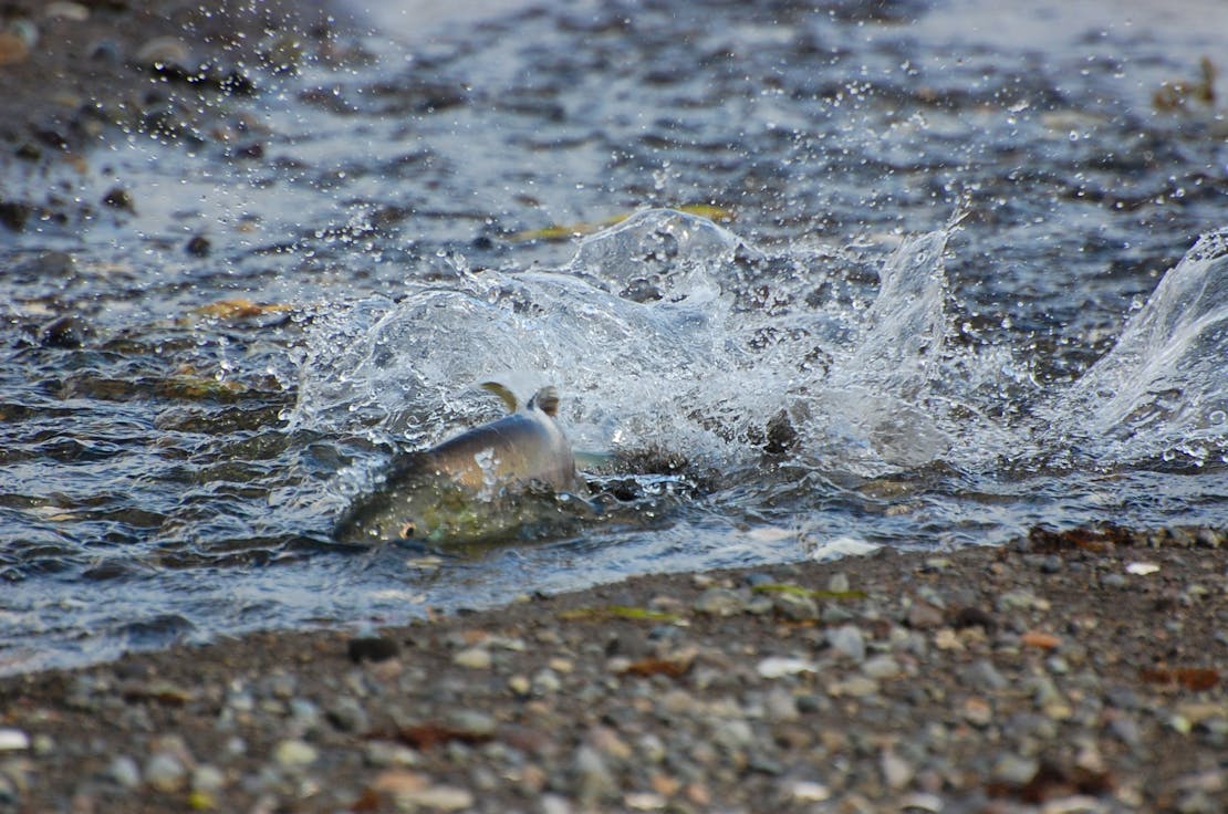 Pink salmon in Cold Bay, Alaska