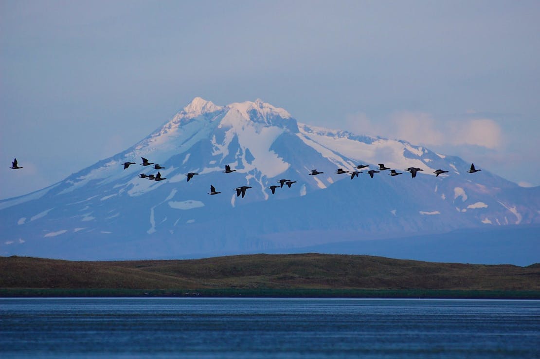 Brant fly in front of Mount Dutton Izembek National Wildlife Refuge