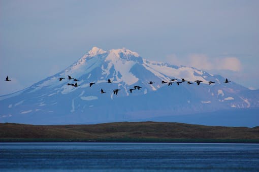 Brant fly in front of Mount Dutton Izembek National Wildlife Refuge